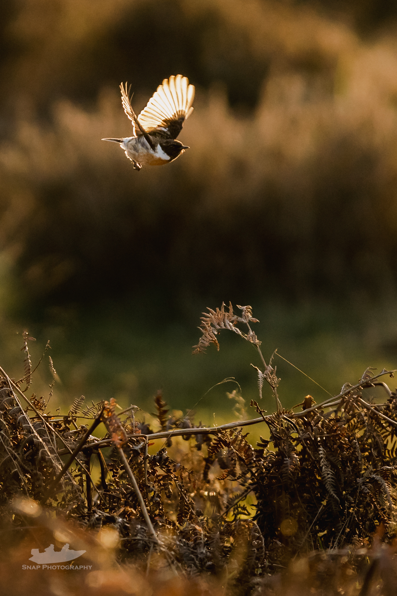 Stonechat 