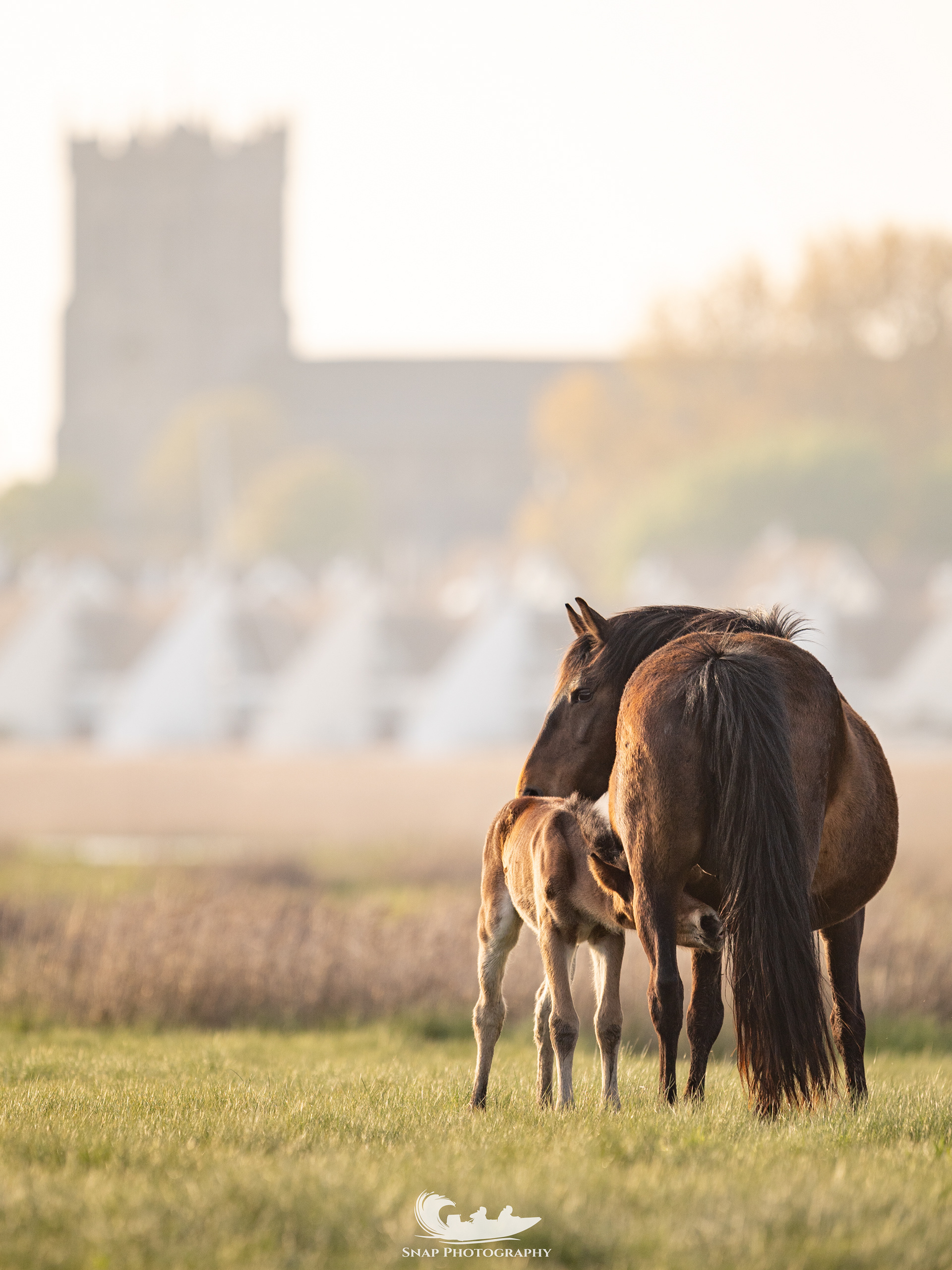 A few day old foal