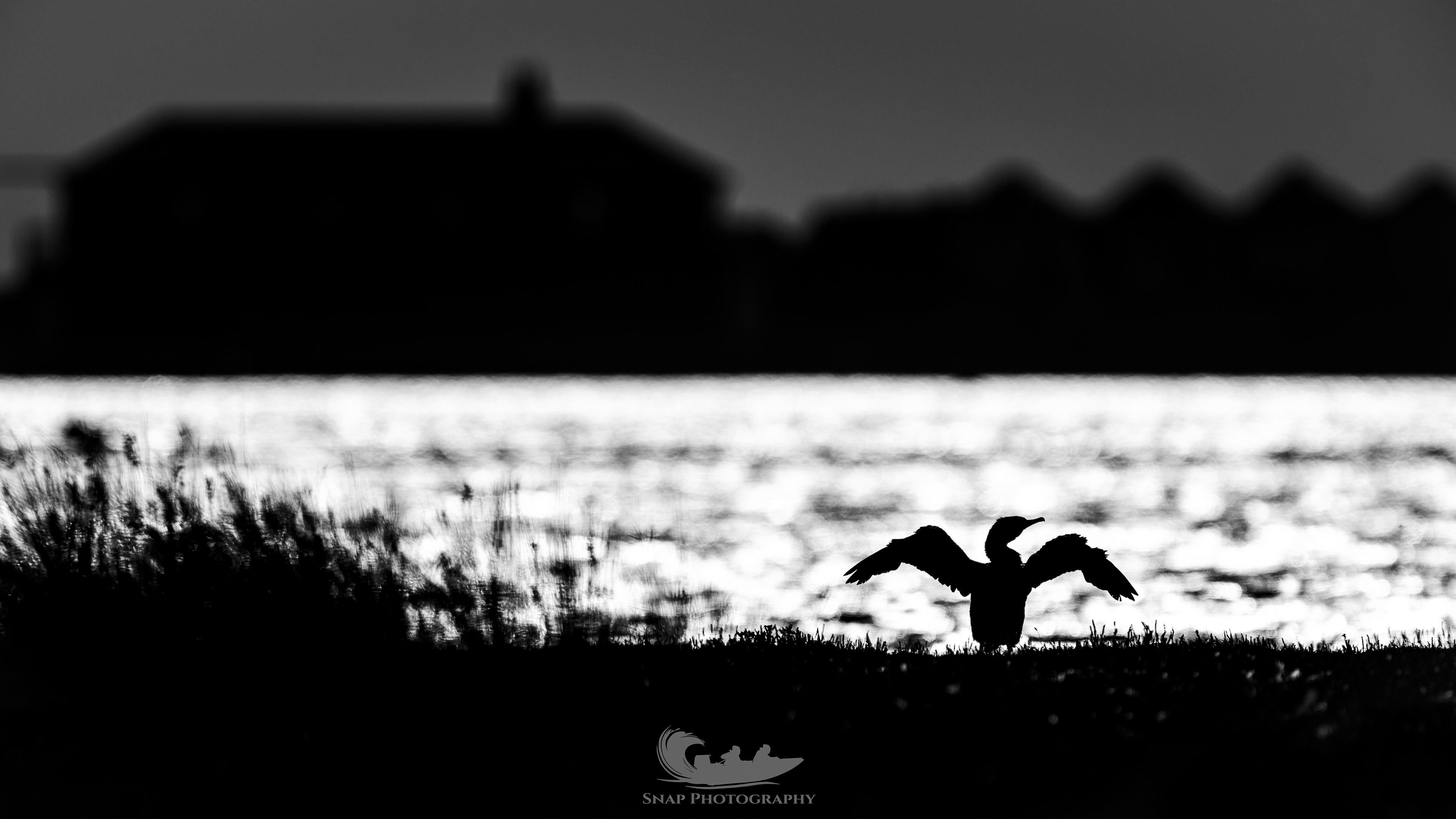 Cormorant