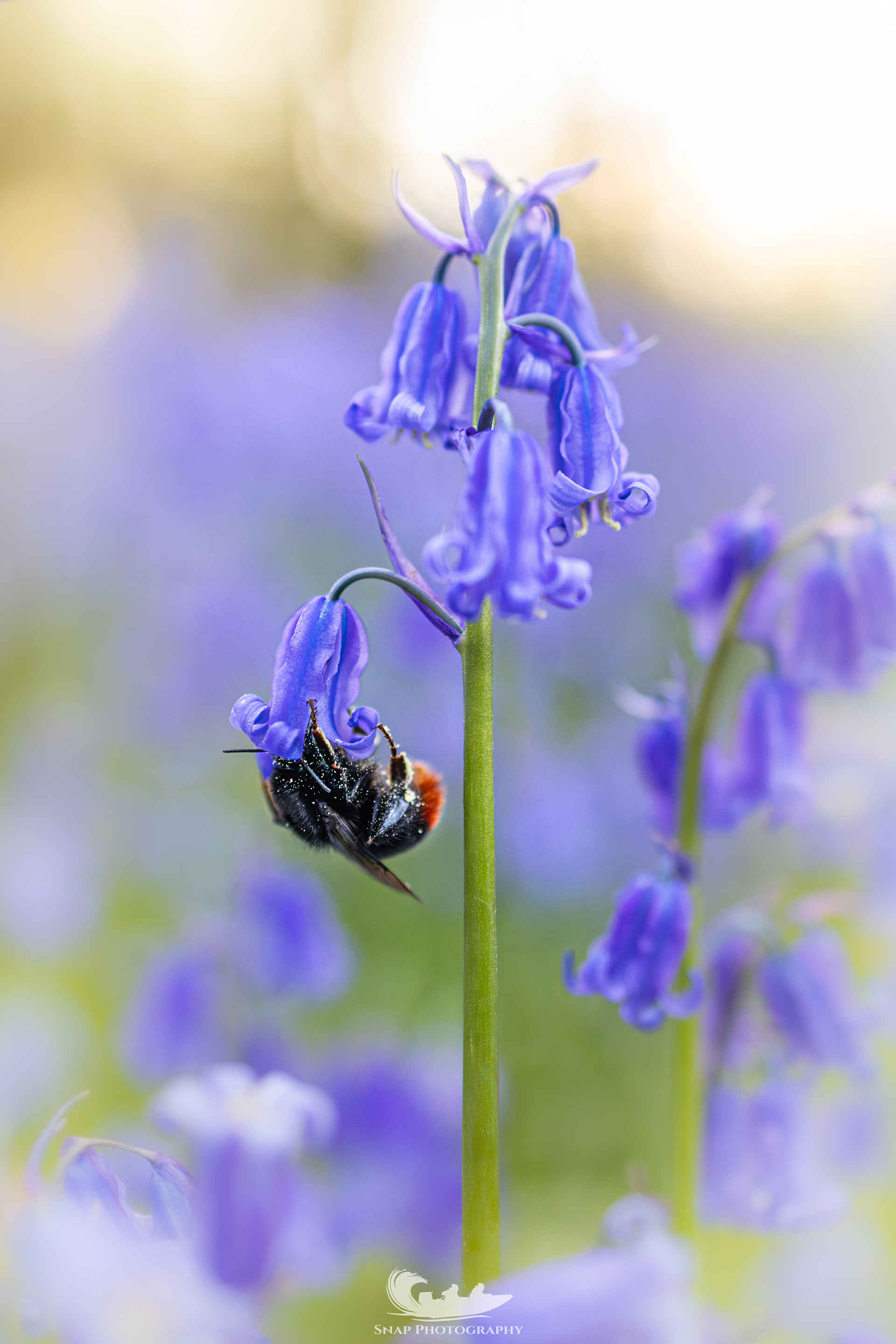 Busy little bees