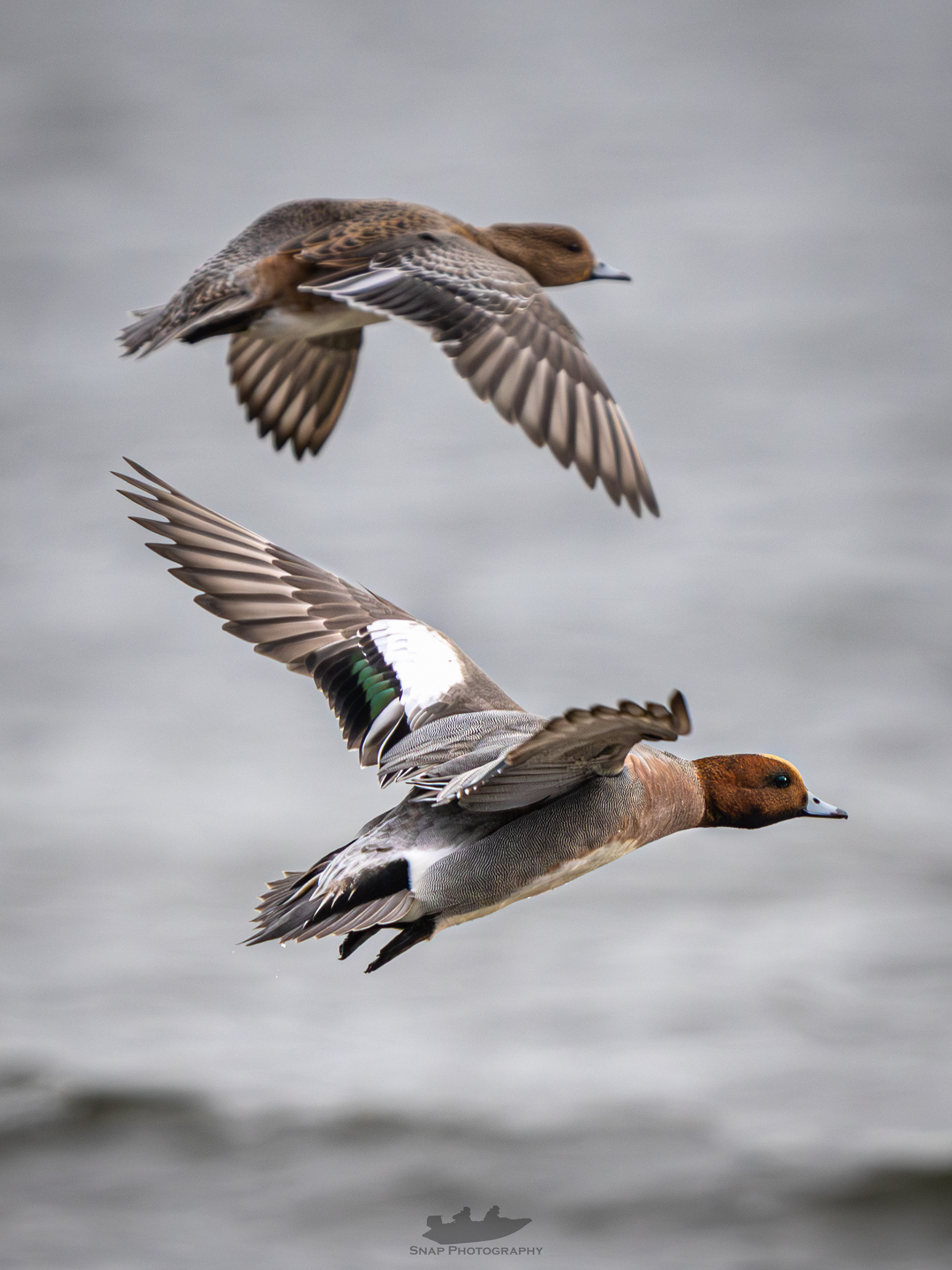 Wigeon