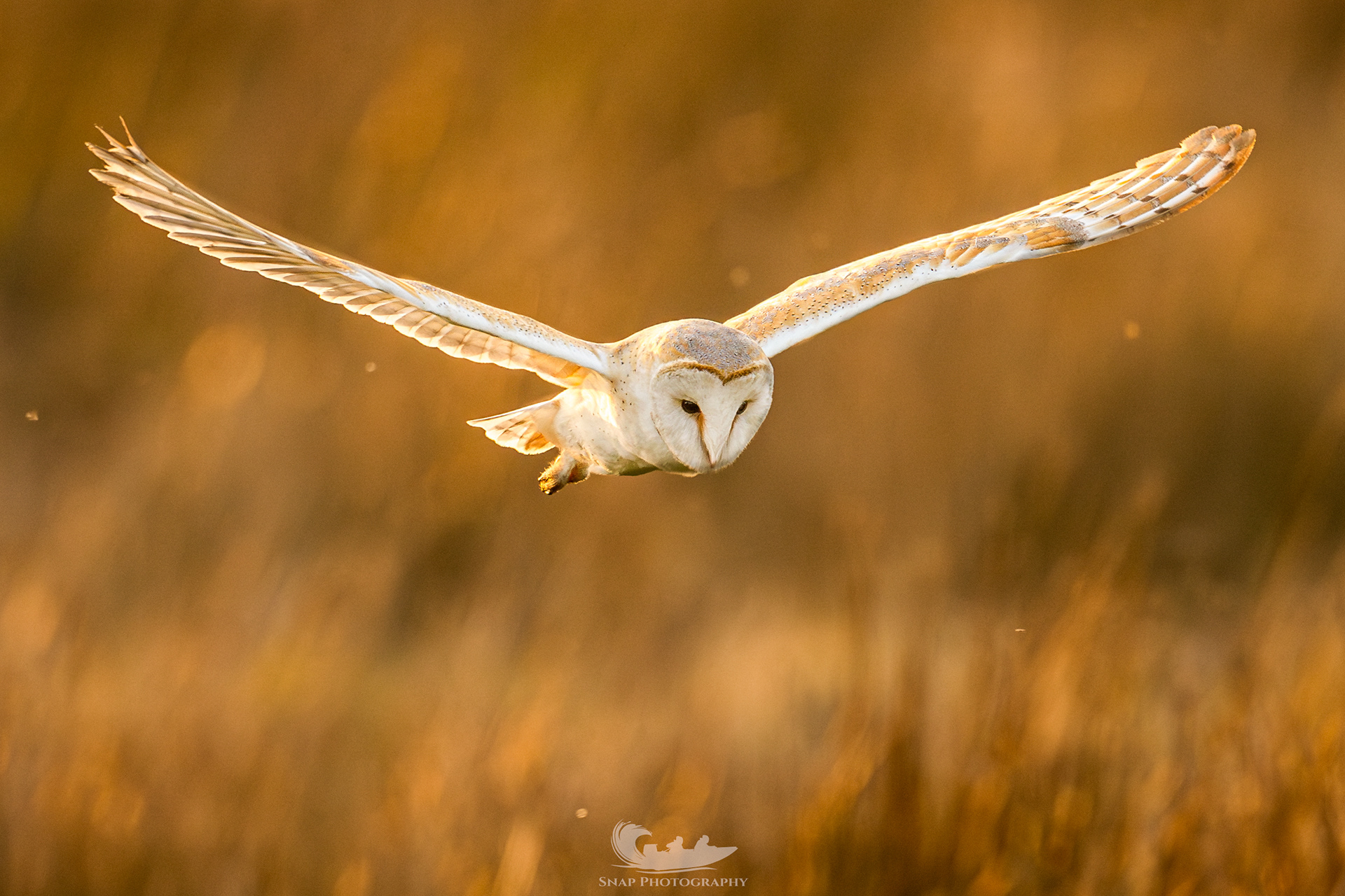 Barn Owl