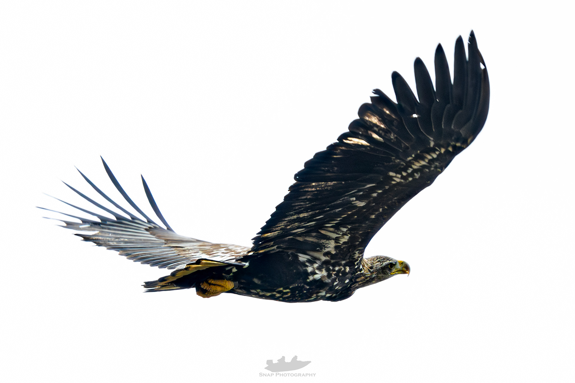 White Tailed Eagle