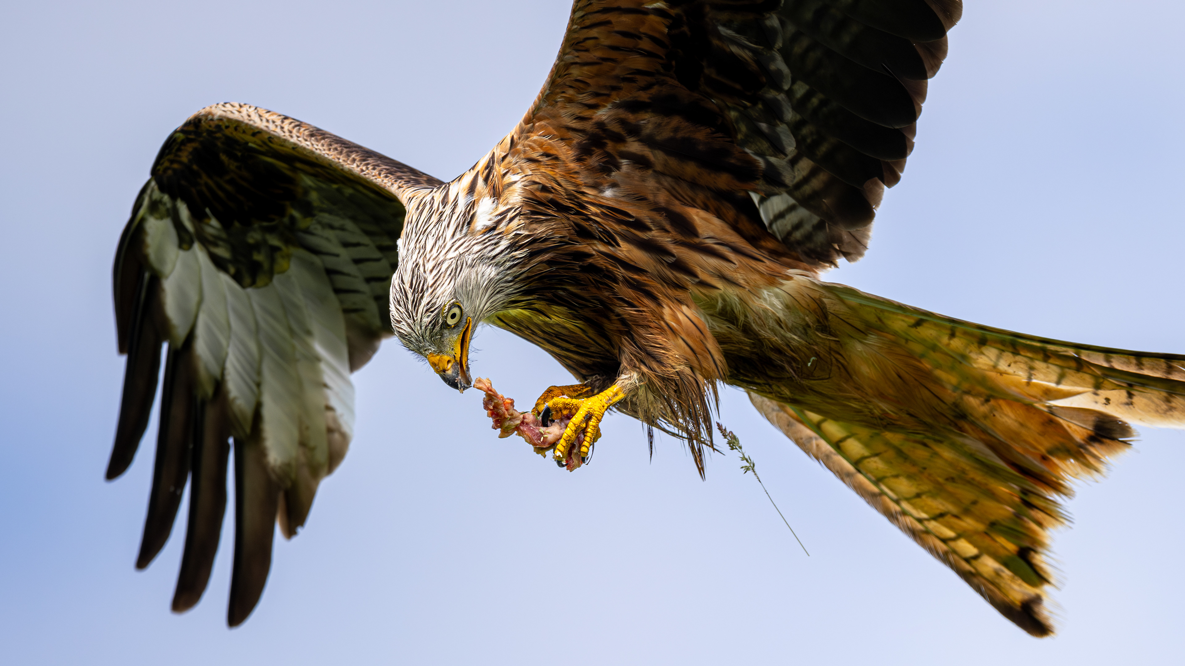 Red Kite feeding station
