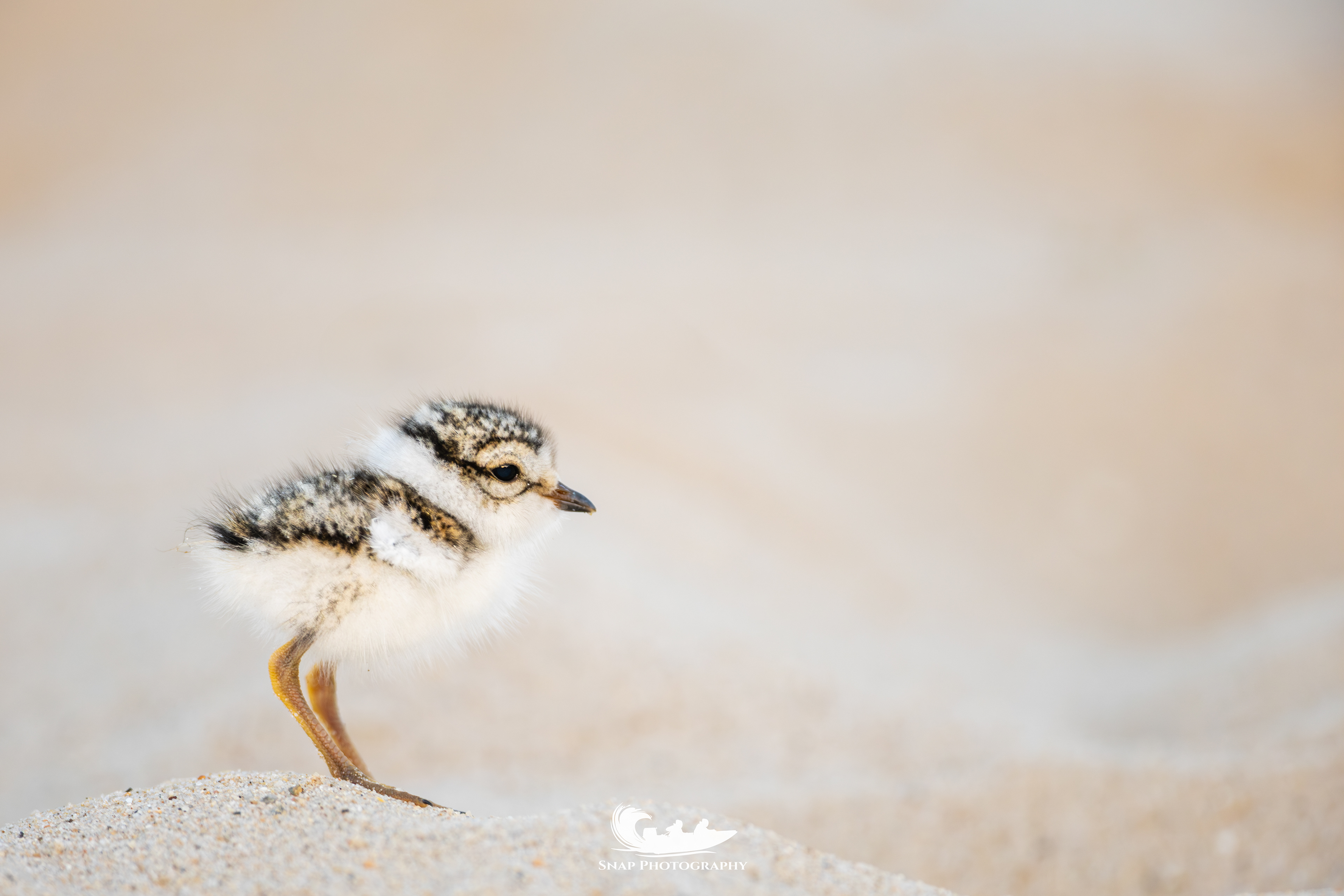 Ringed Plover Chicks