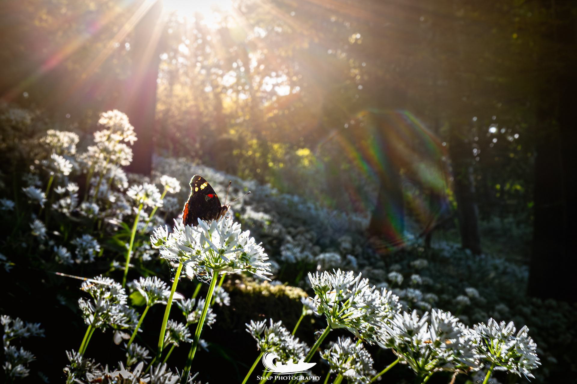 Wild Garlic and Butterflies