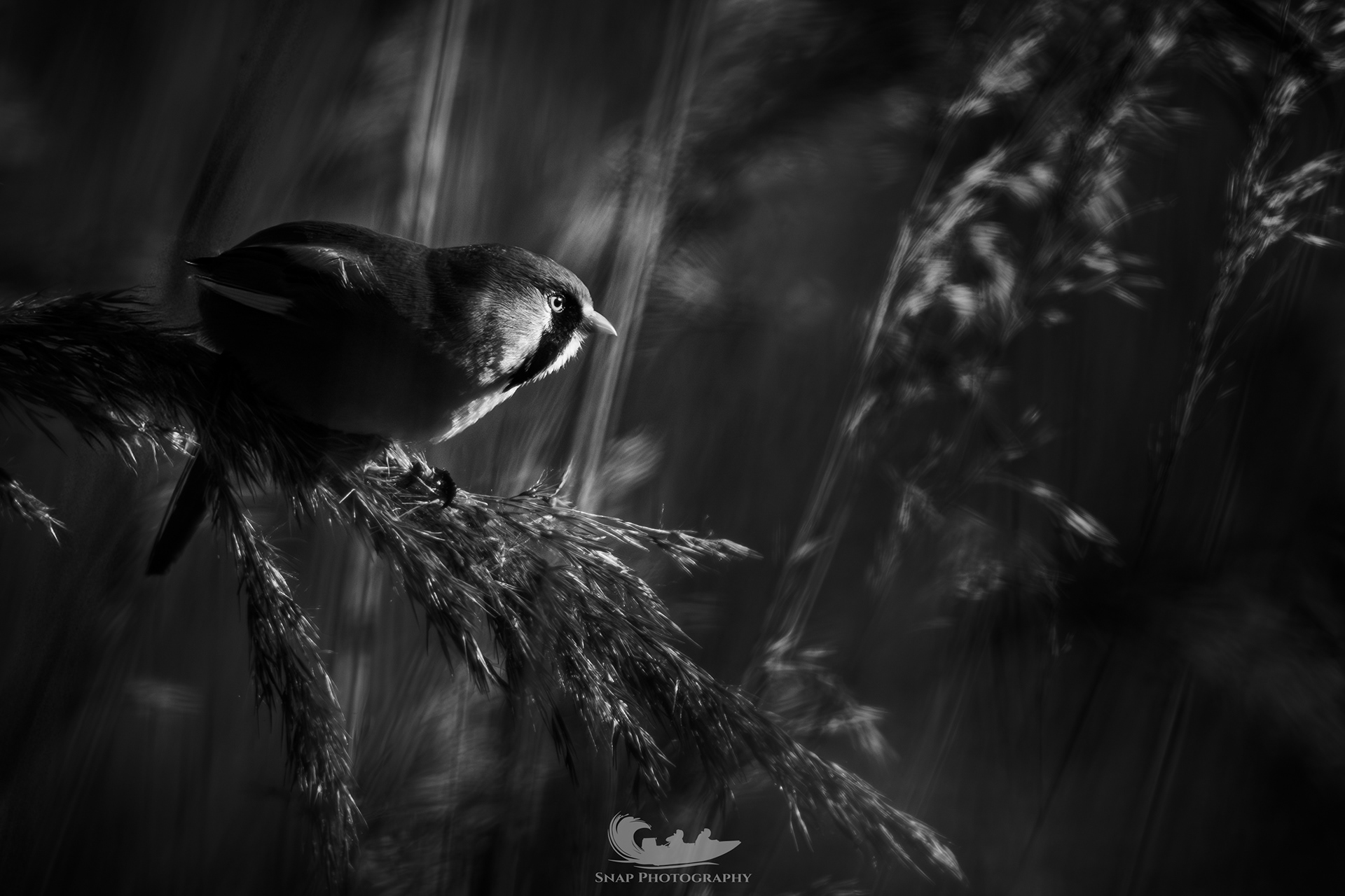 Bearded Tit
