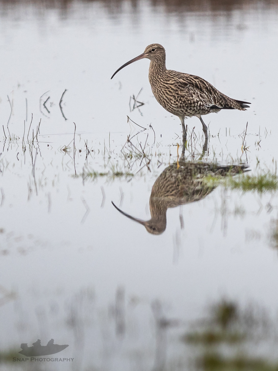 Curlew 