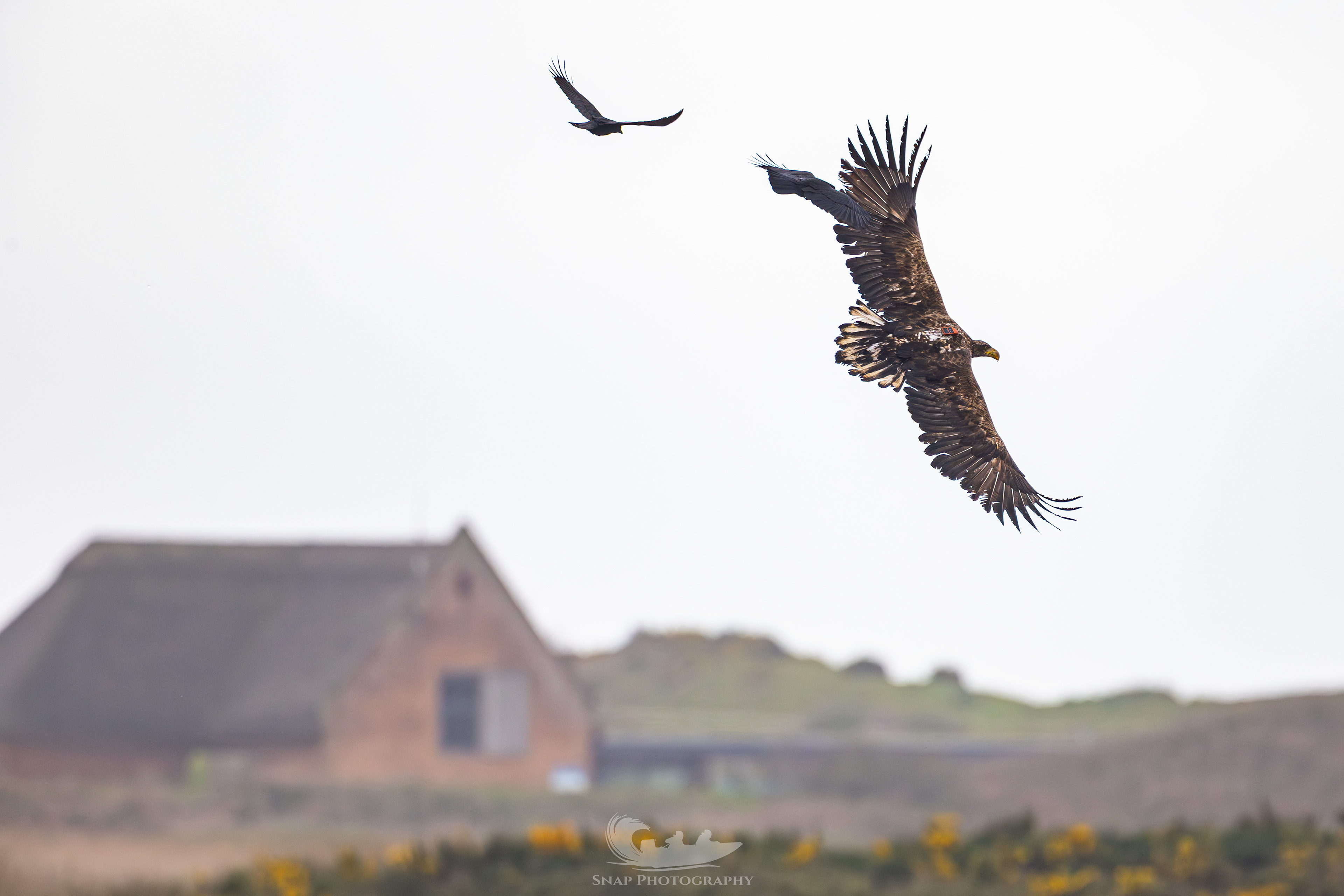 Christchurch harbour White Tailed Eagles
