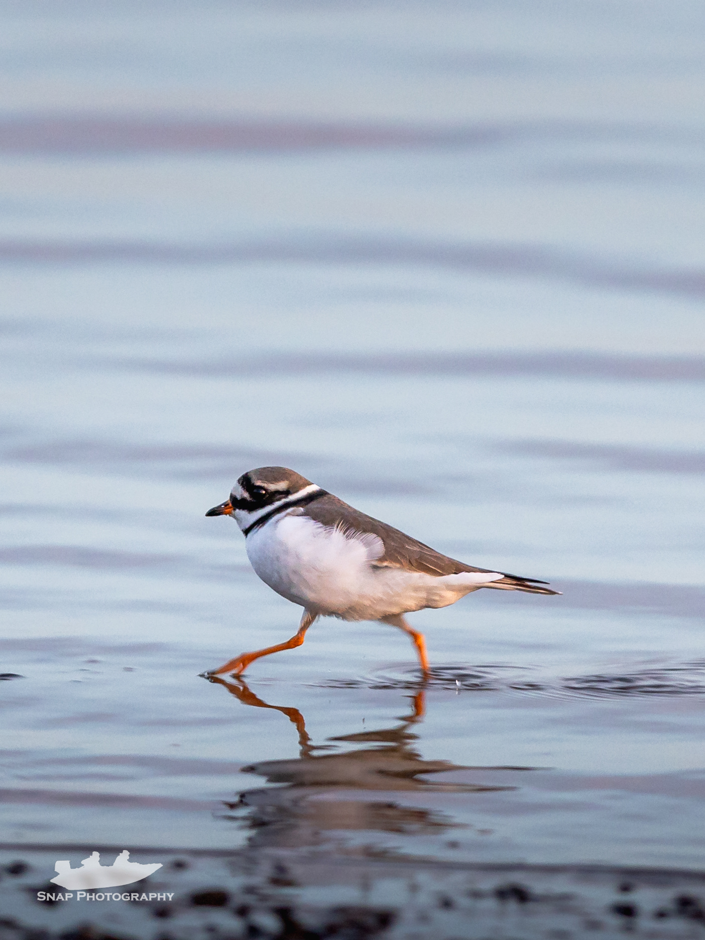 Ringed Plover