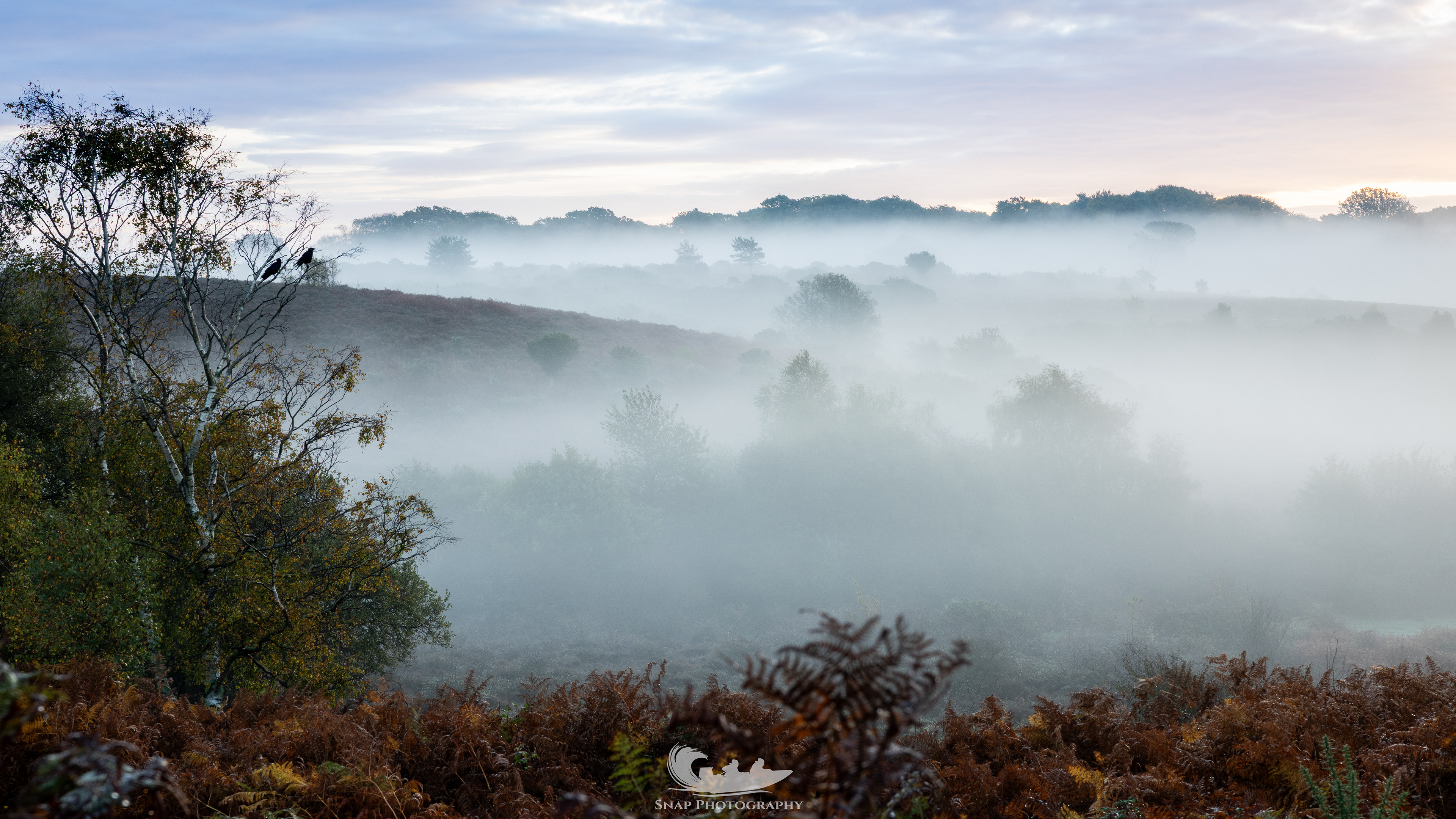 Misty start in the New Forest