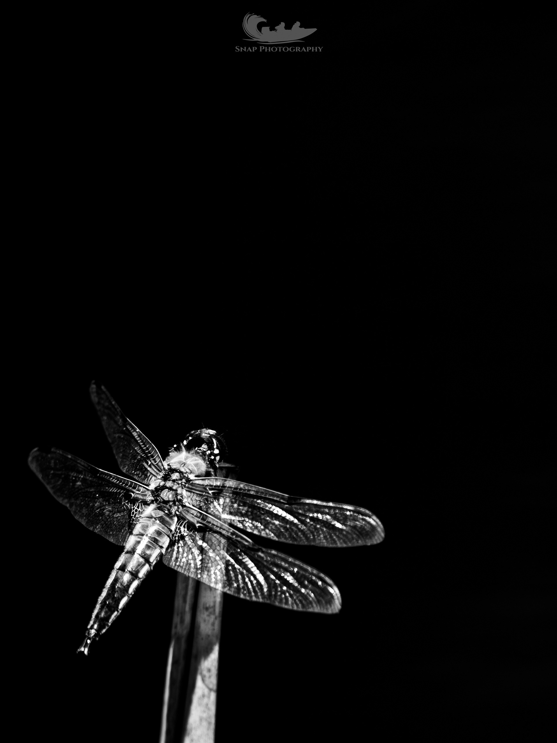 Dragonfly