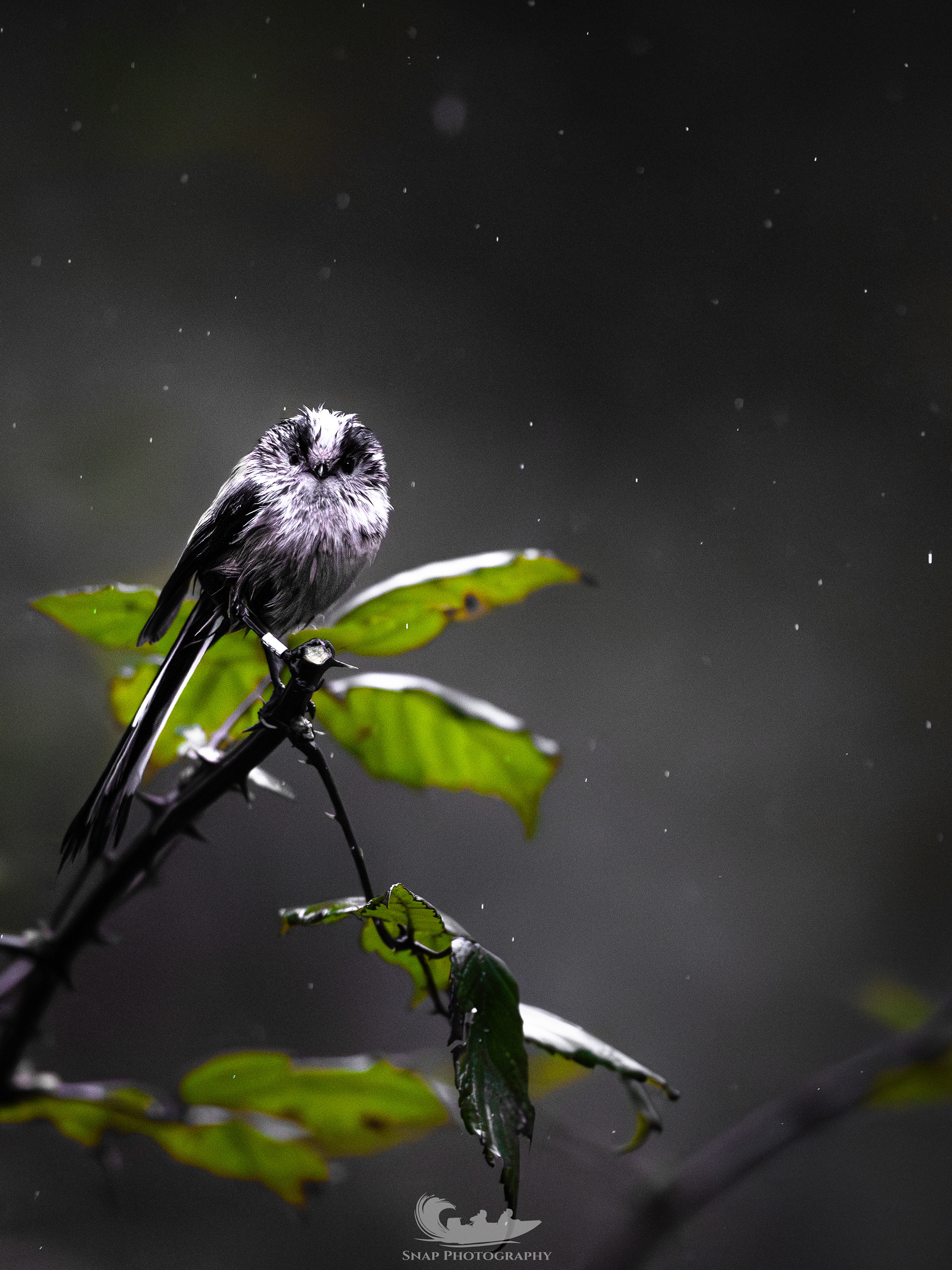 Long Tailed Tit