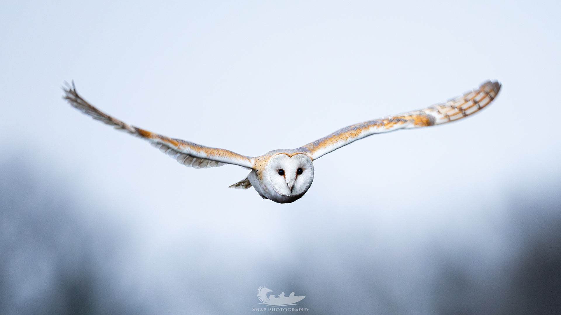 Barn owl