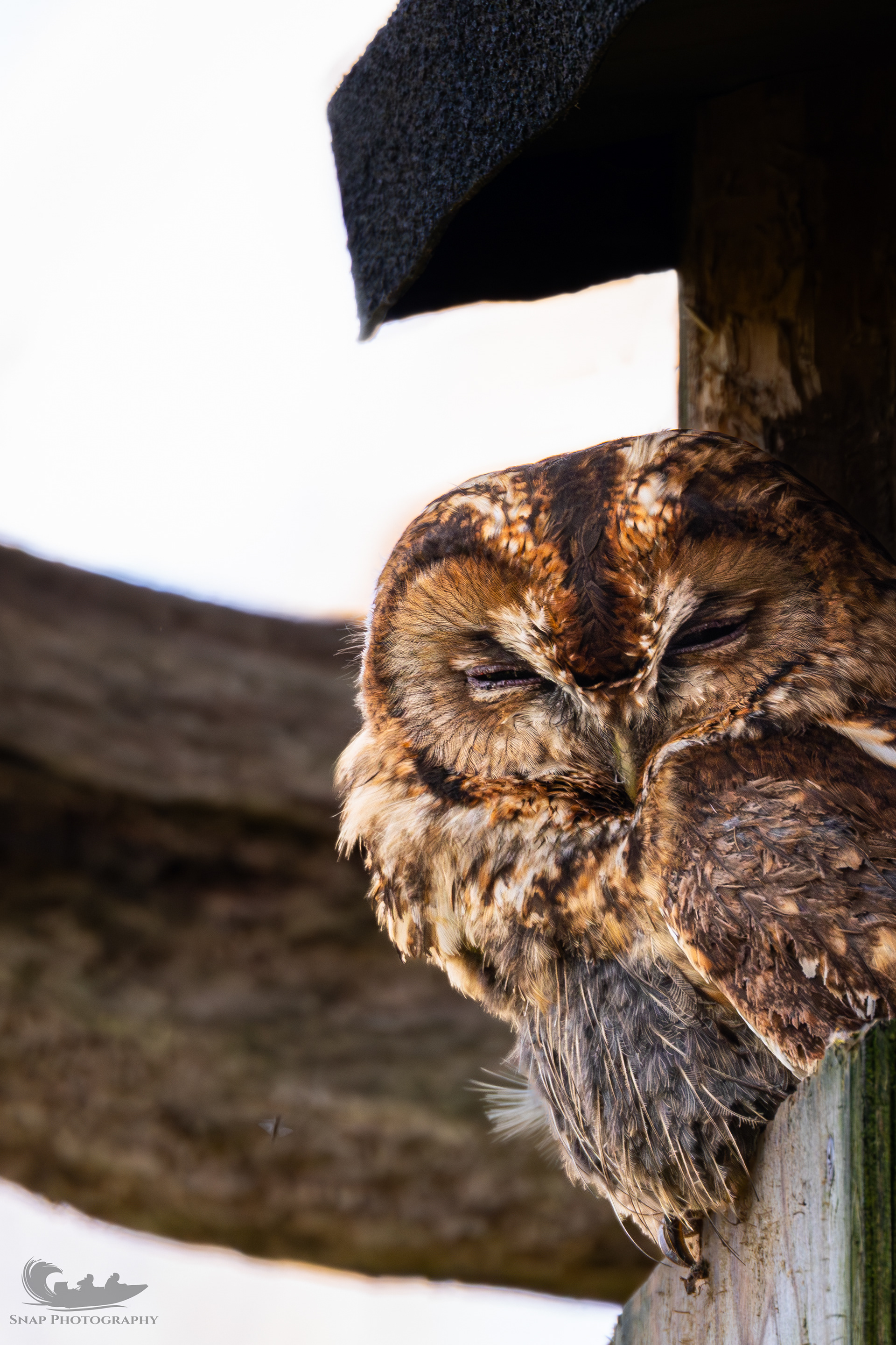 Tawny Owl
