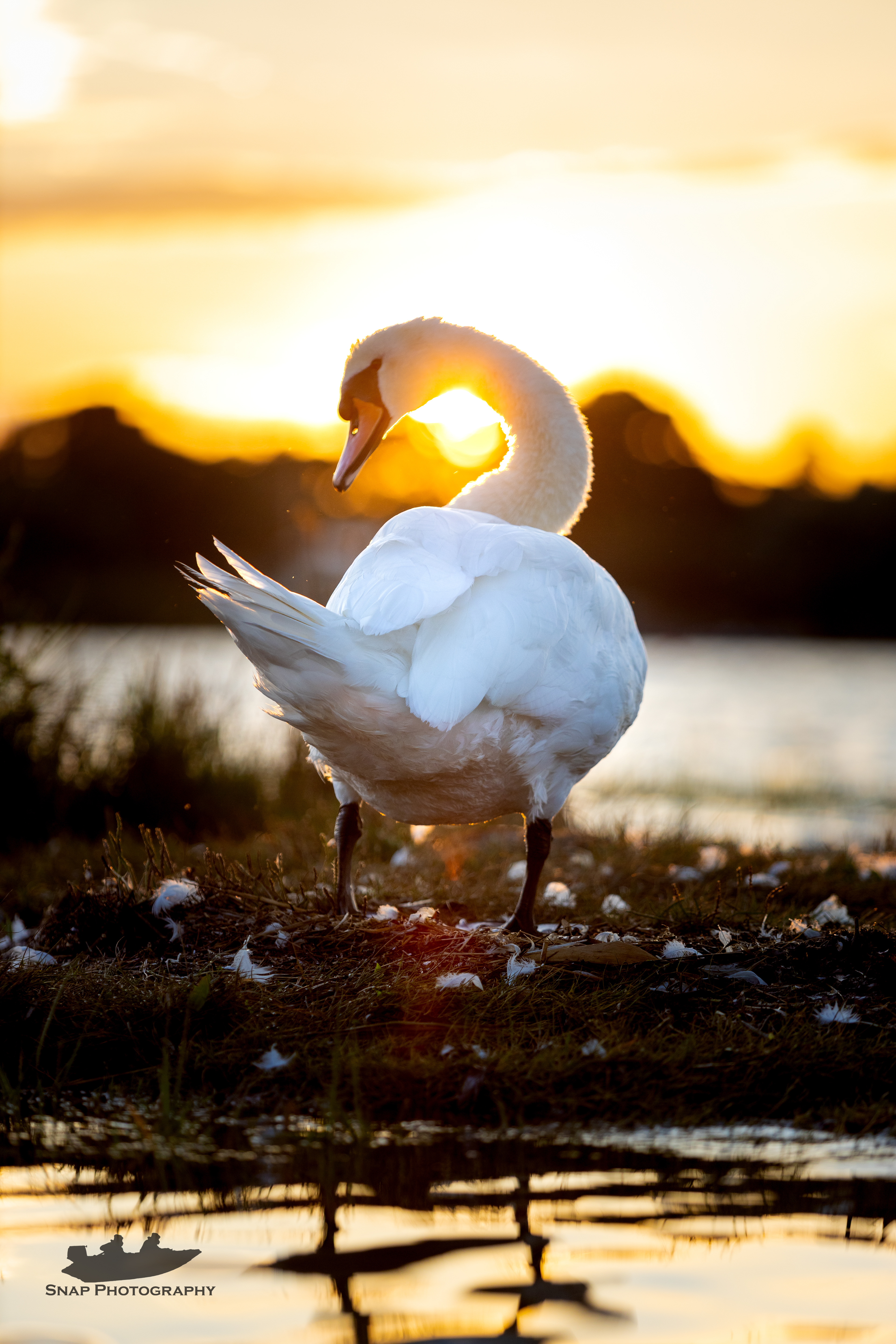 Sunset Swan