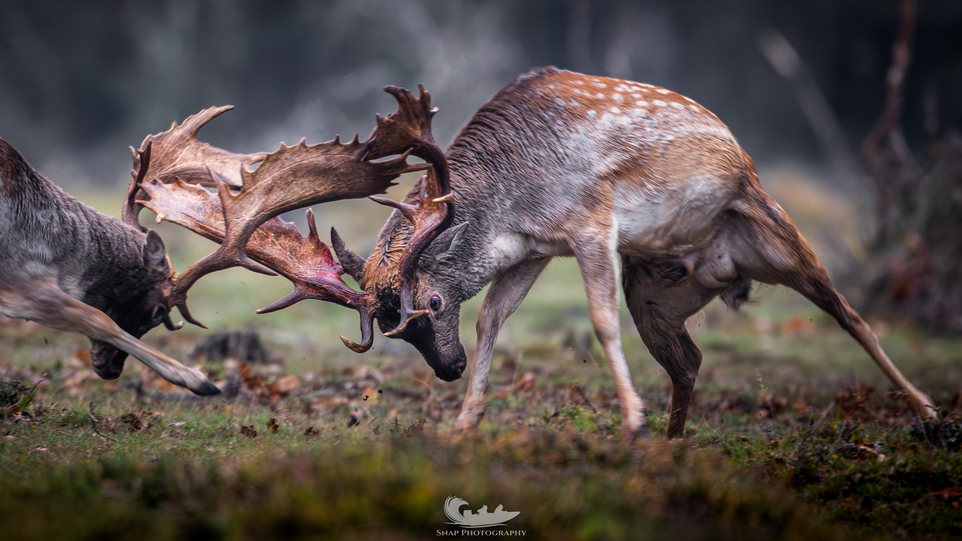 Fallow Deer Rut