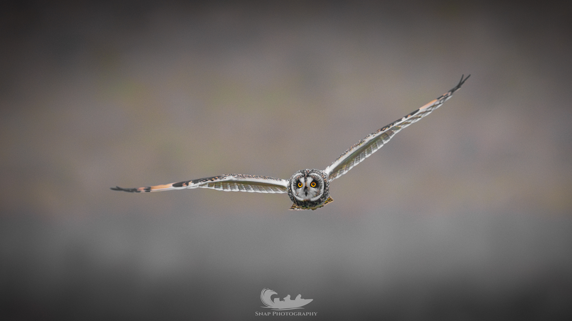 Short eared owls