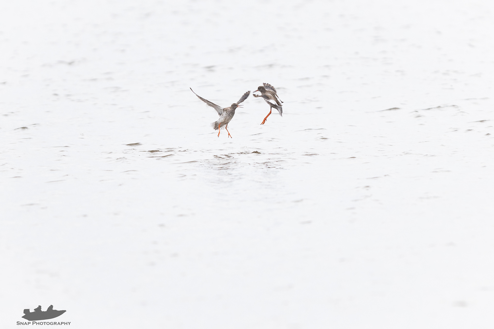 Dueling Redshank