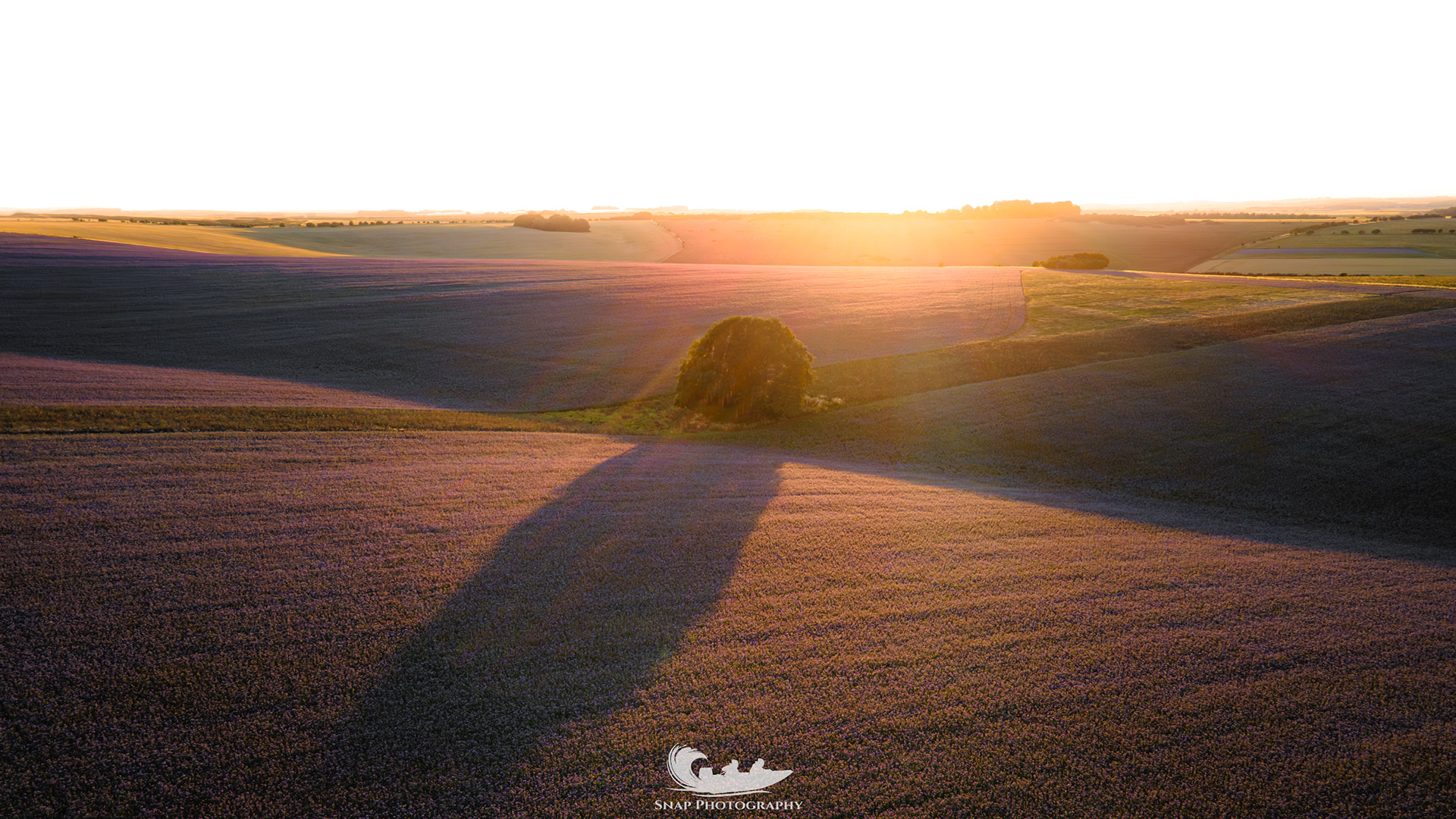 Phacelia fields, Wiltshire