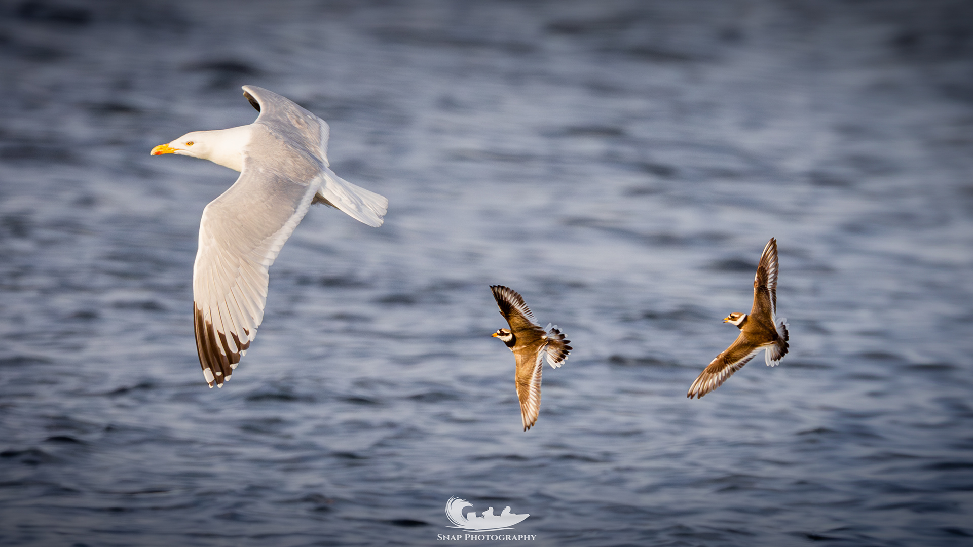 Ringed Plover parents seeing off a Gull 