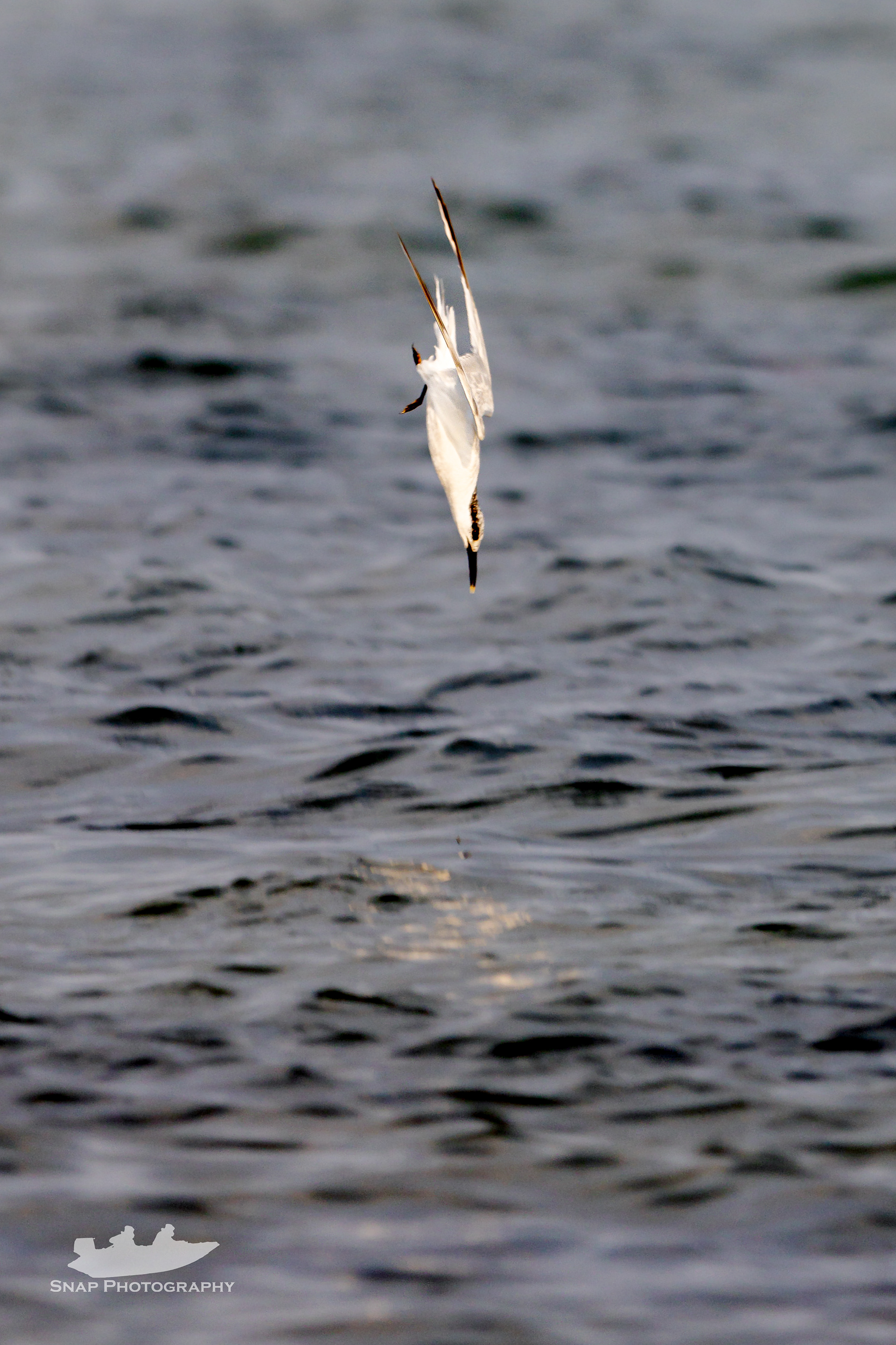 A diving Sandwich Tern