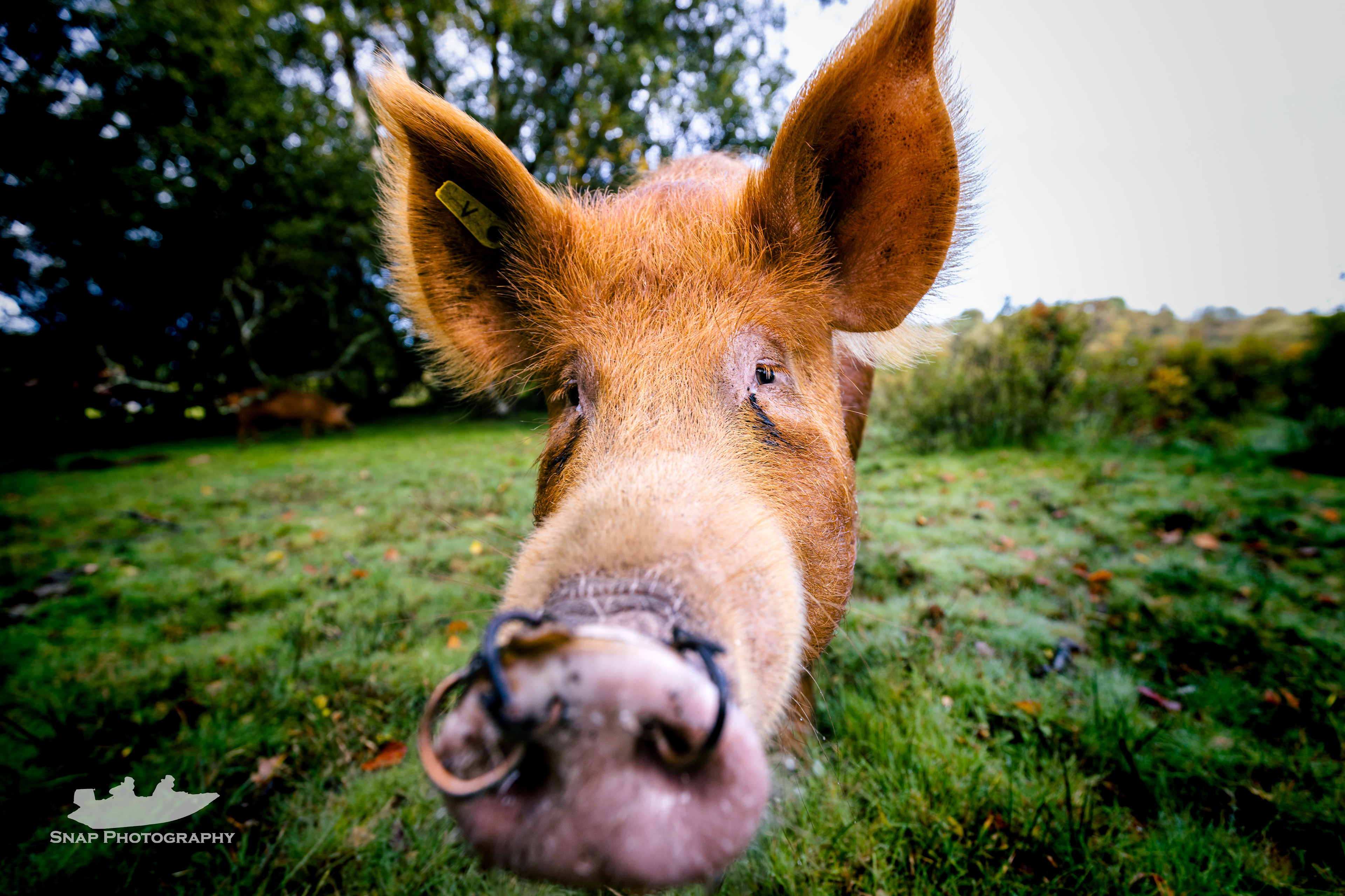 New Forest pannage so the pigs are out roaming. 