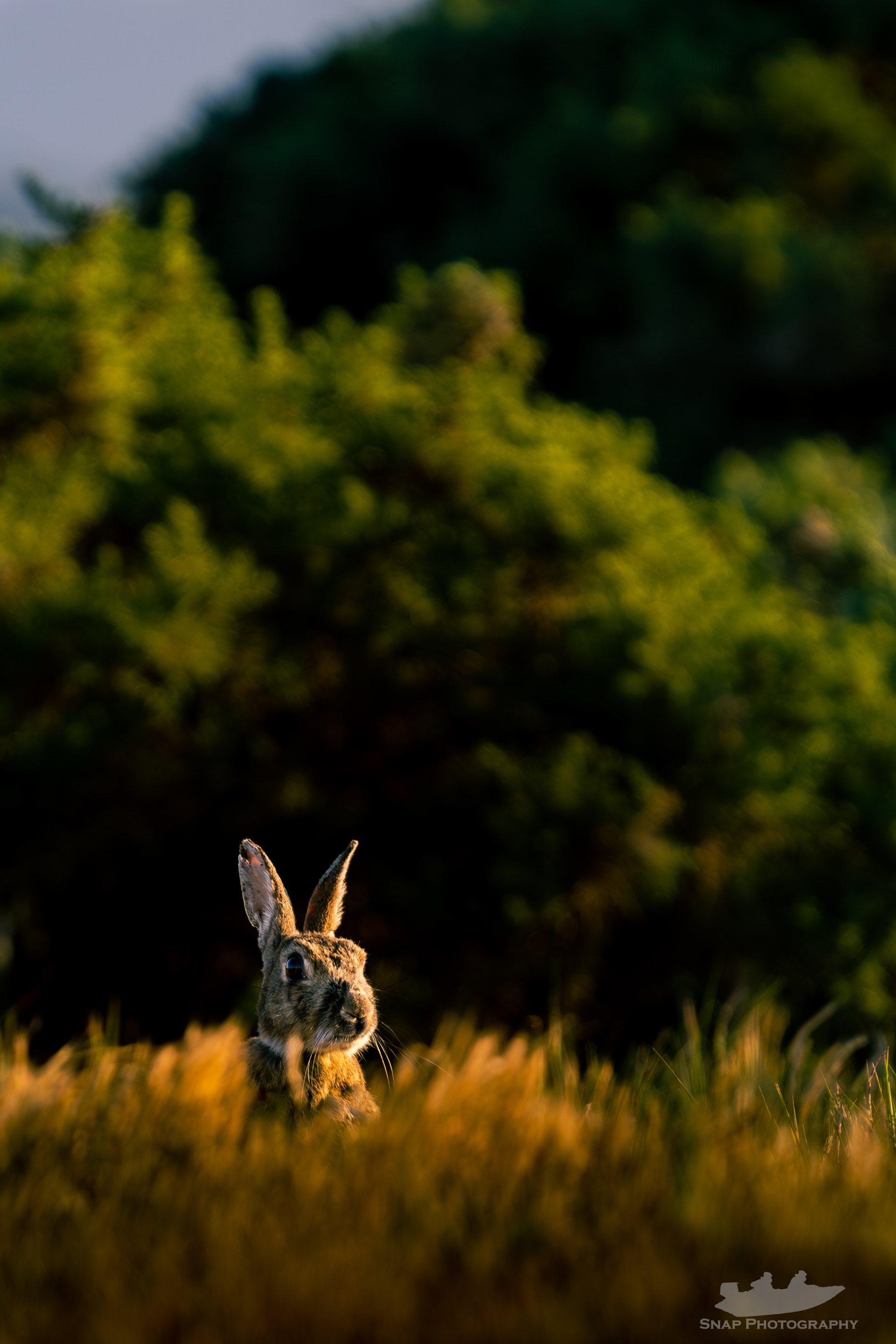 Bunnies on the marsh