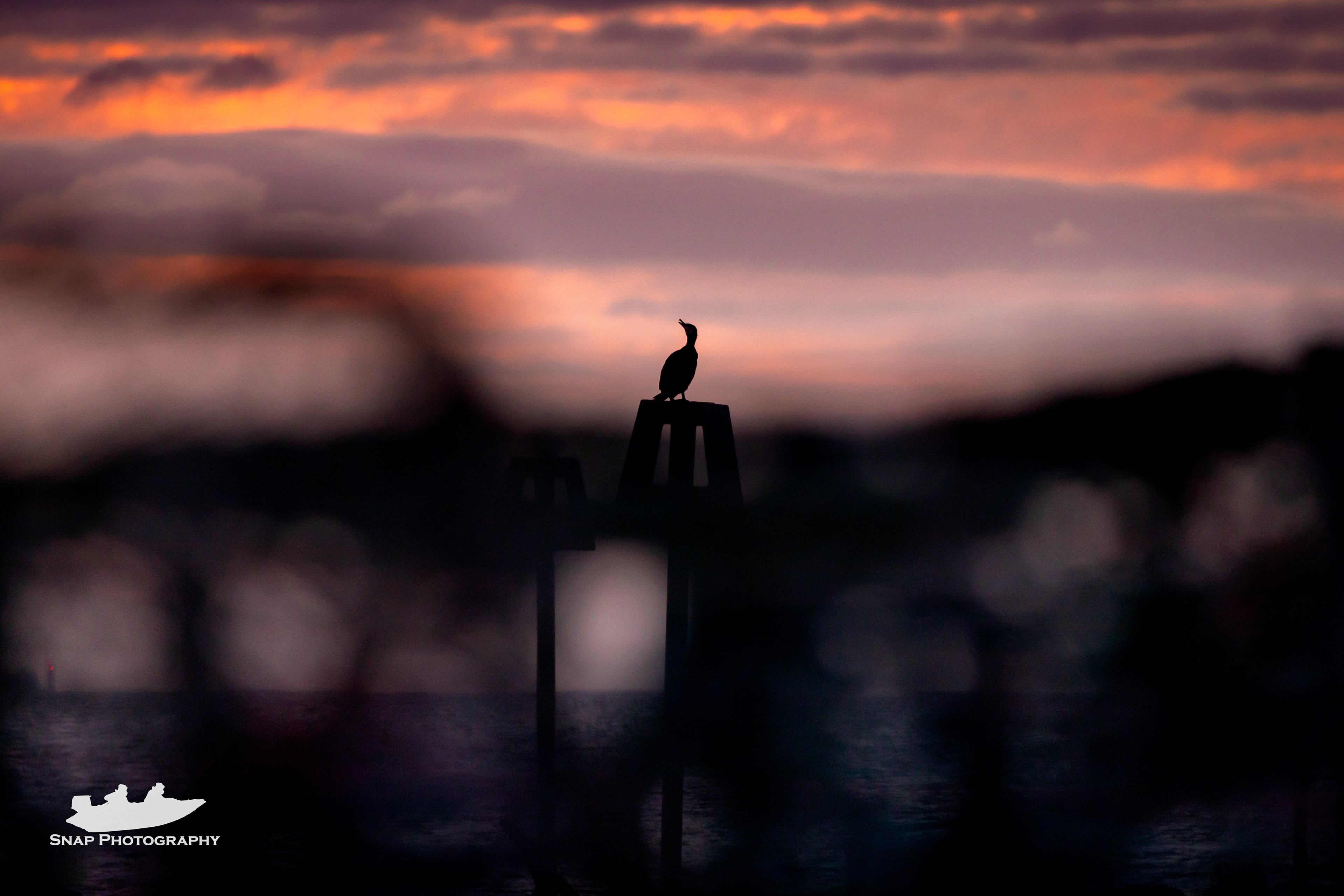 Cormorant 