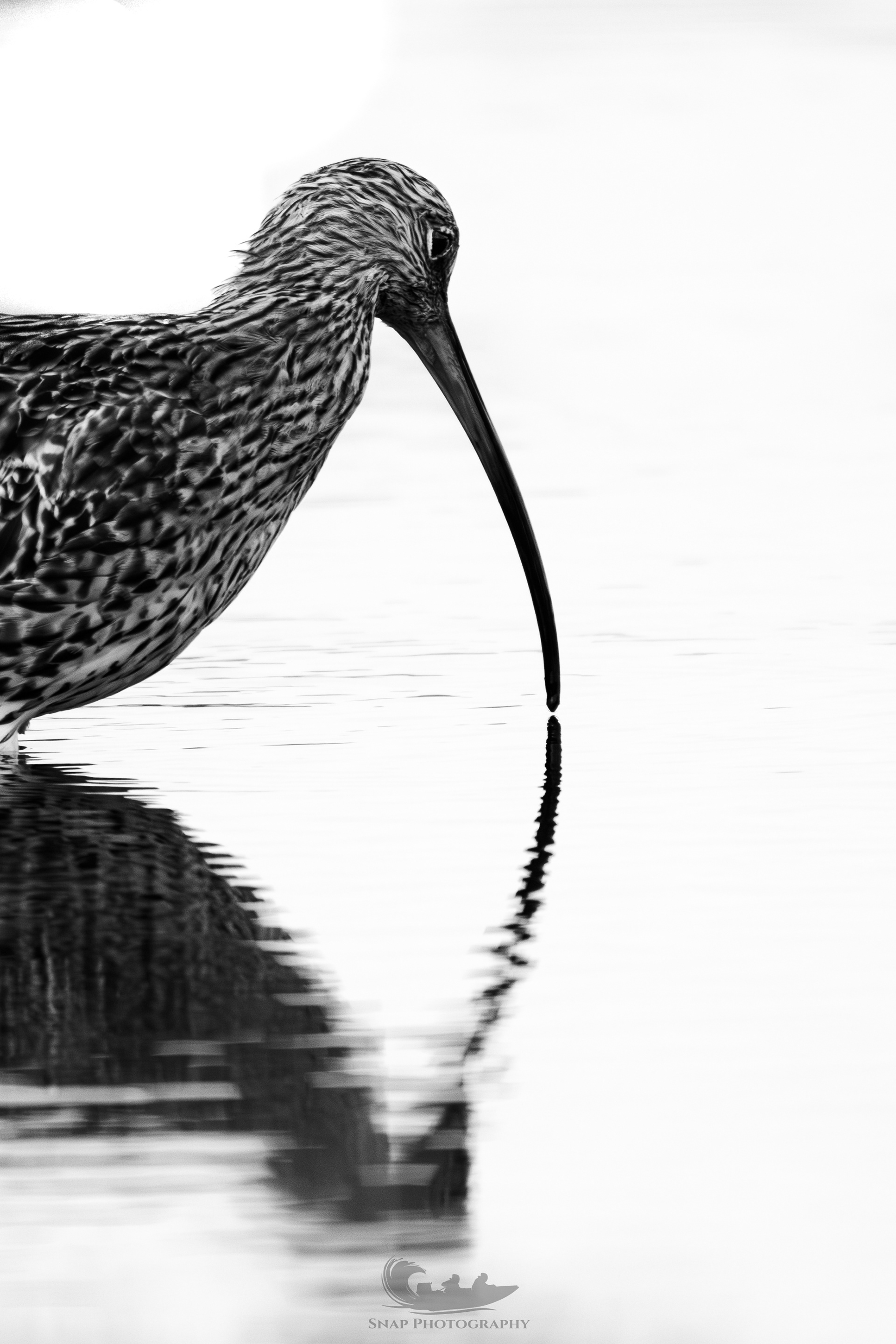 Curlew
