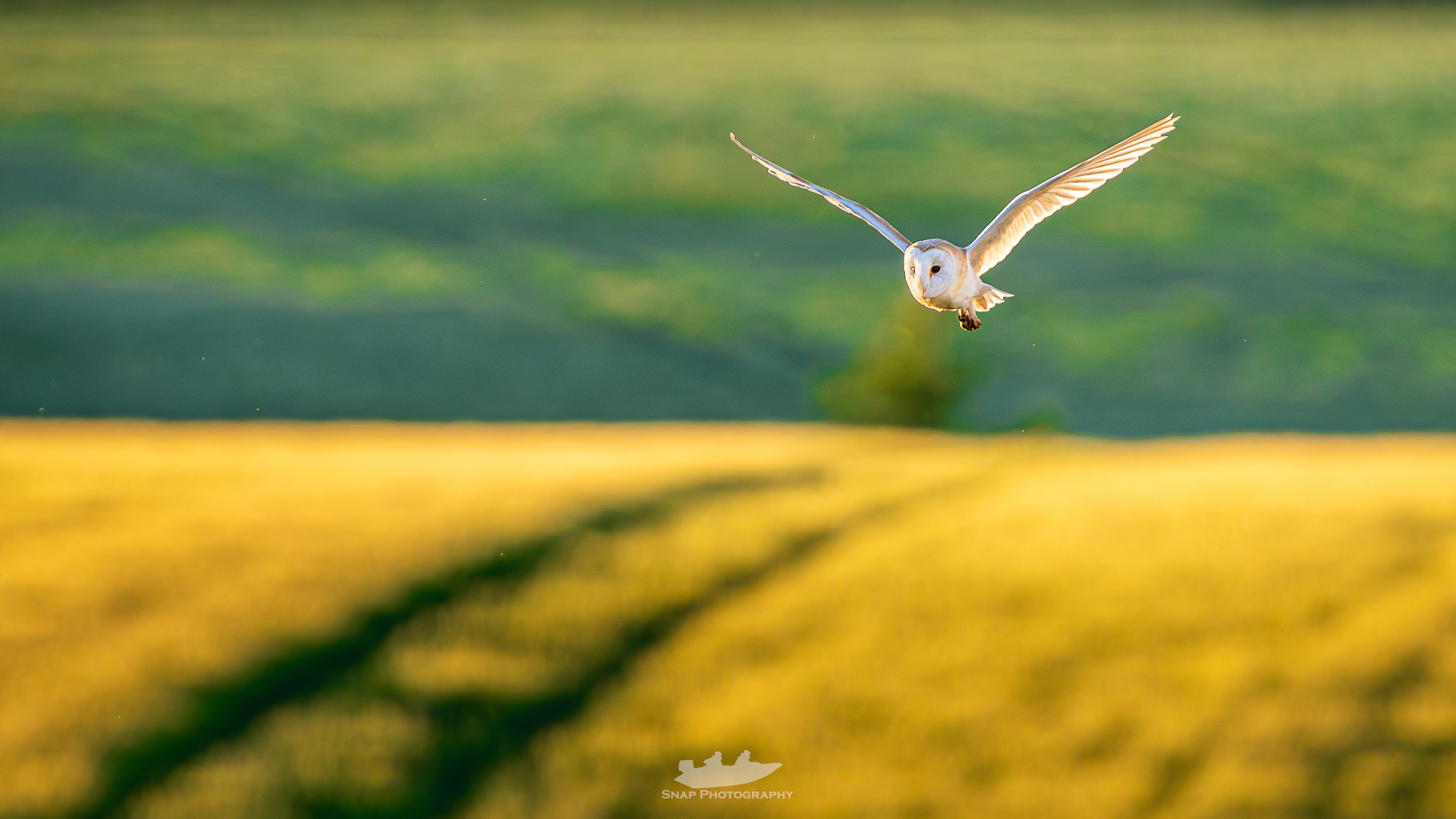 My first Barn Owl. 