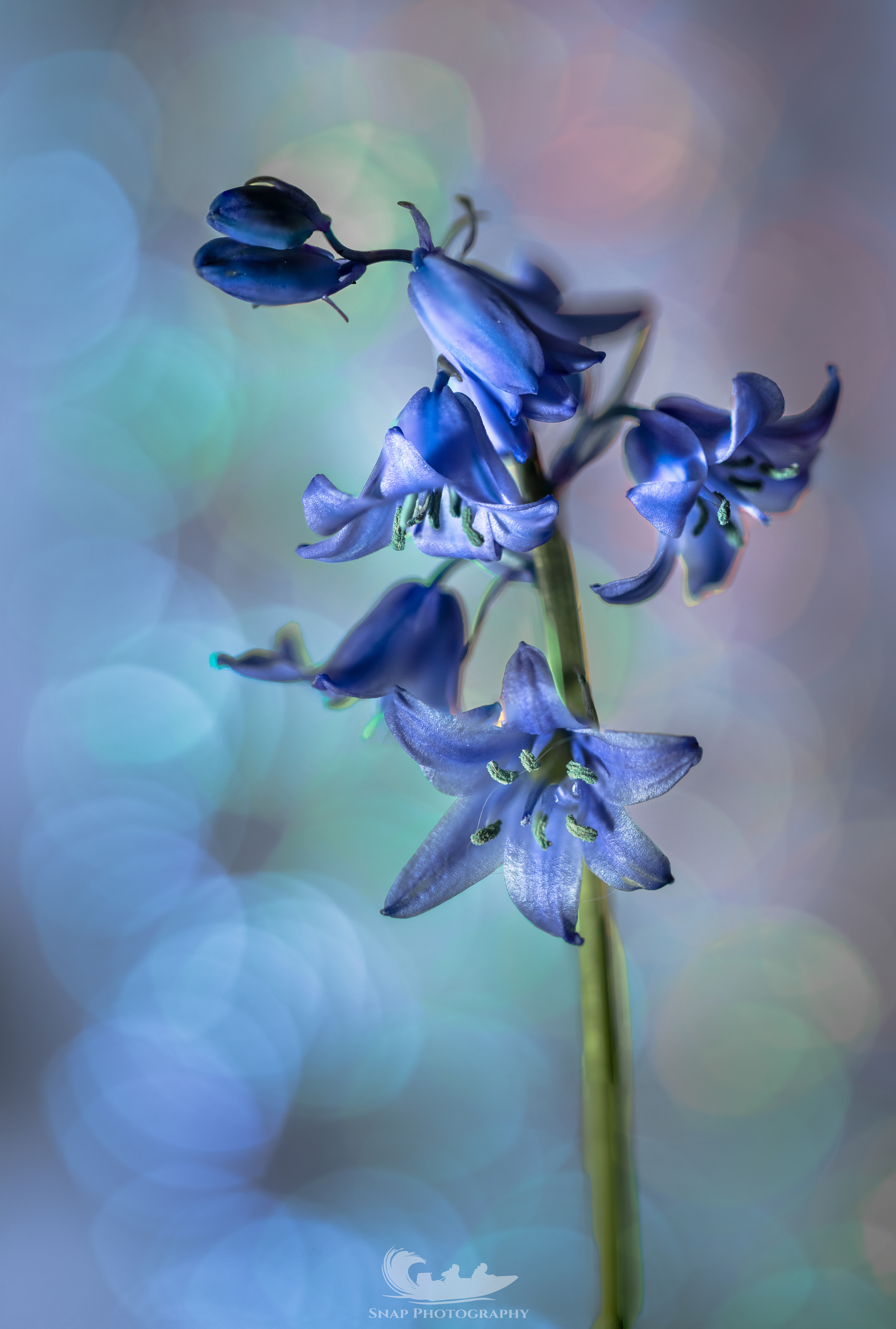 Bluebell macro