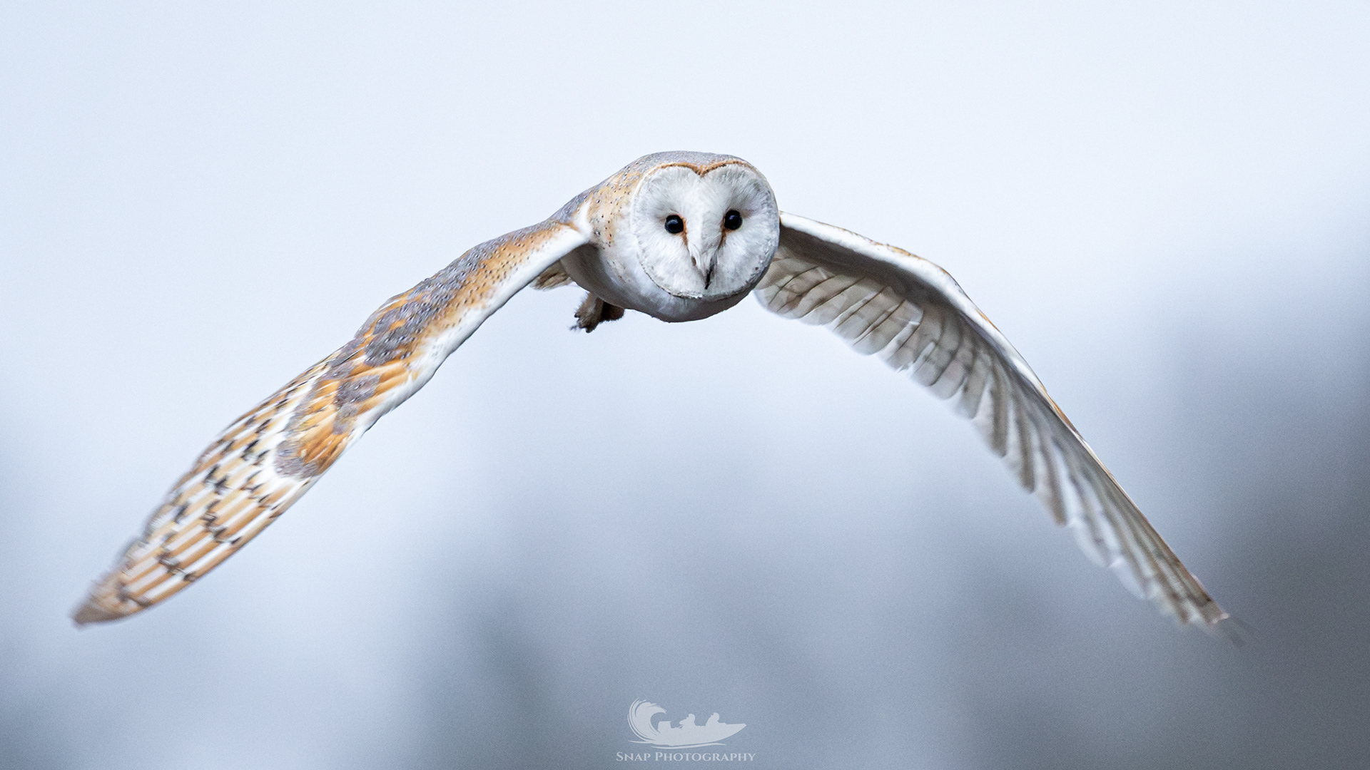 Barn owl