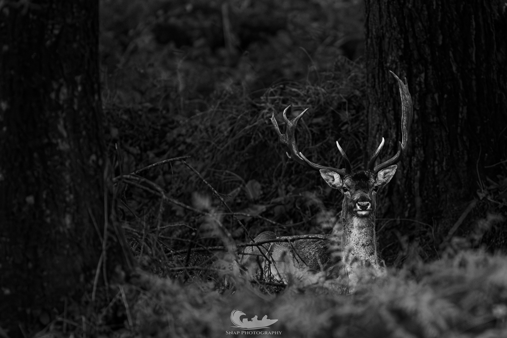 Red Deer Stag