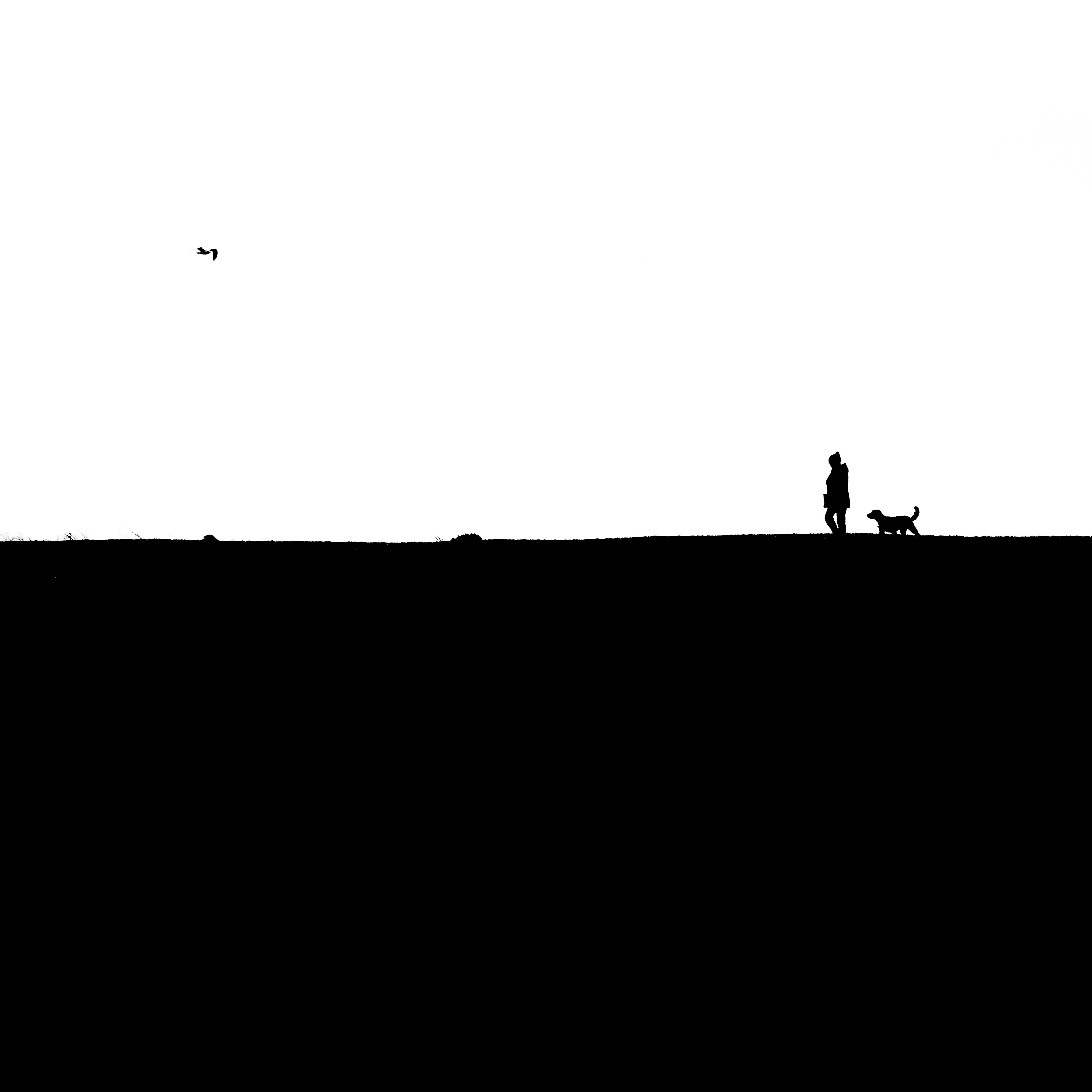 Dog walk