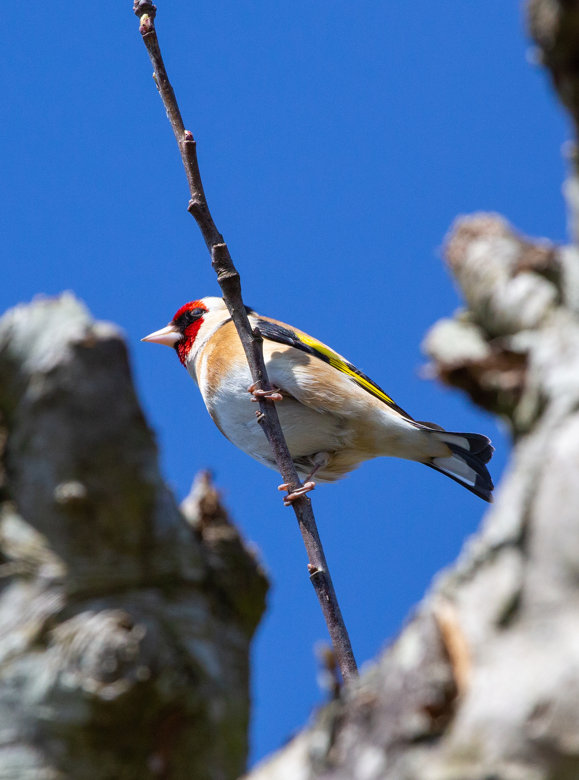 Goldfinch