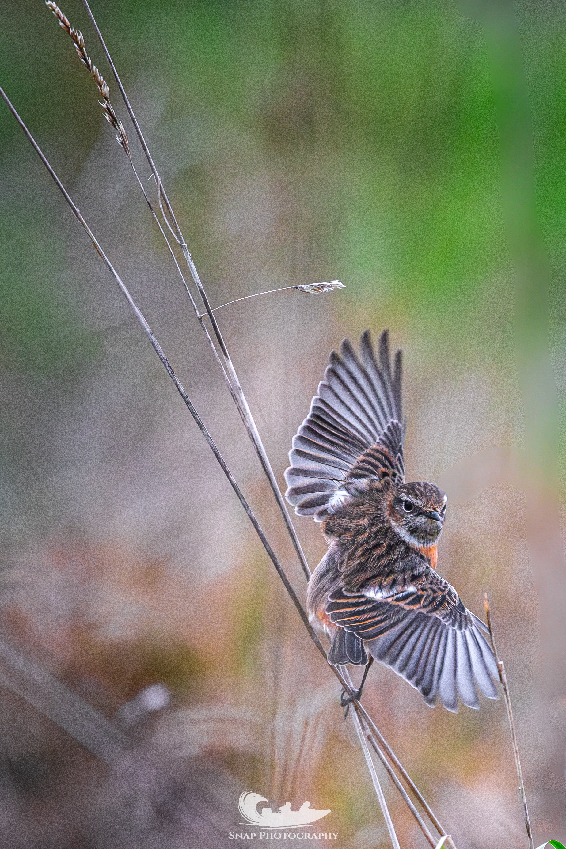 Stonechat