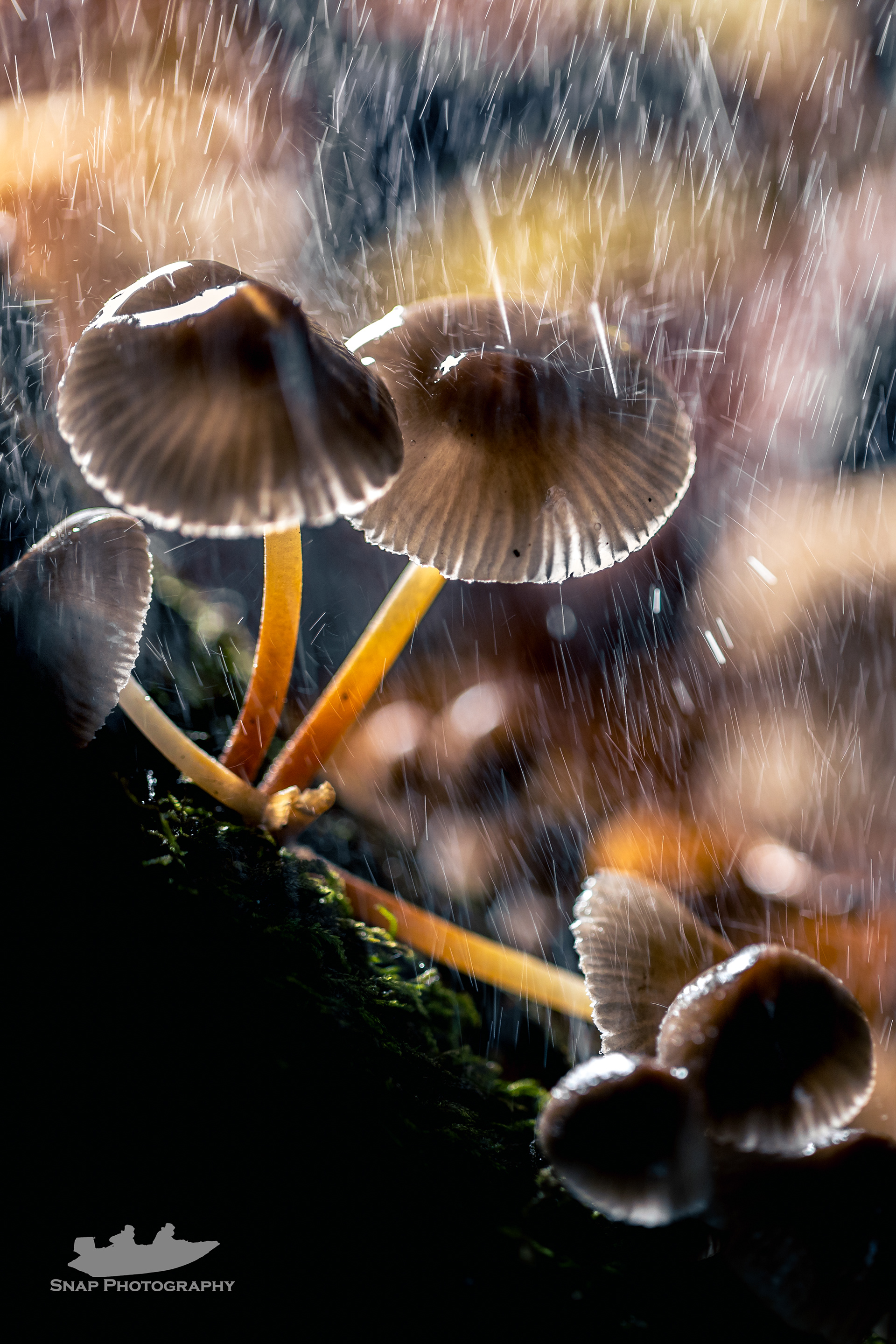 Macro fungus fun 