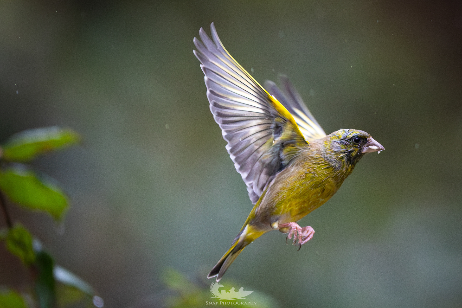 Greenfinch