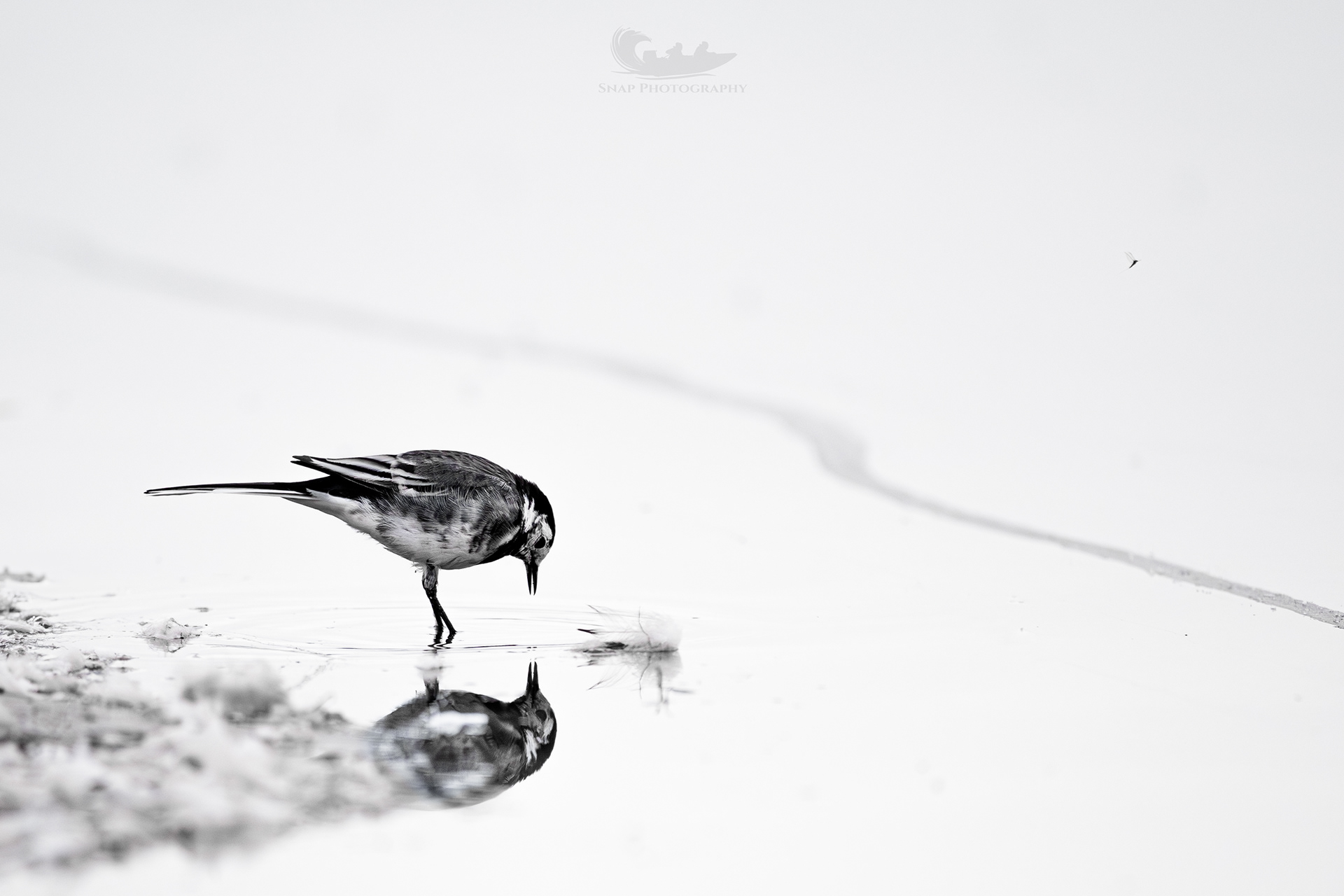 Pied Wagtail