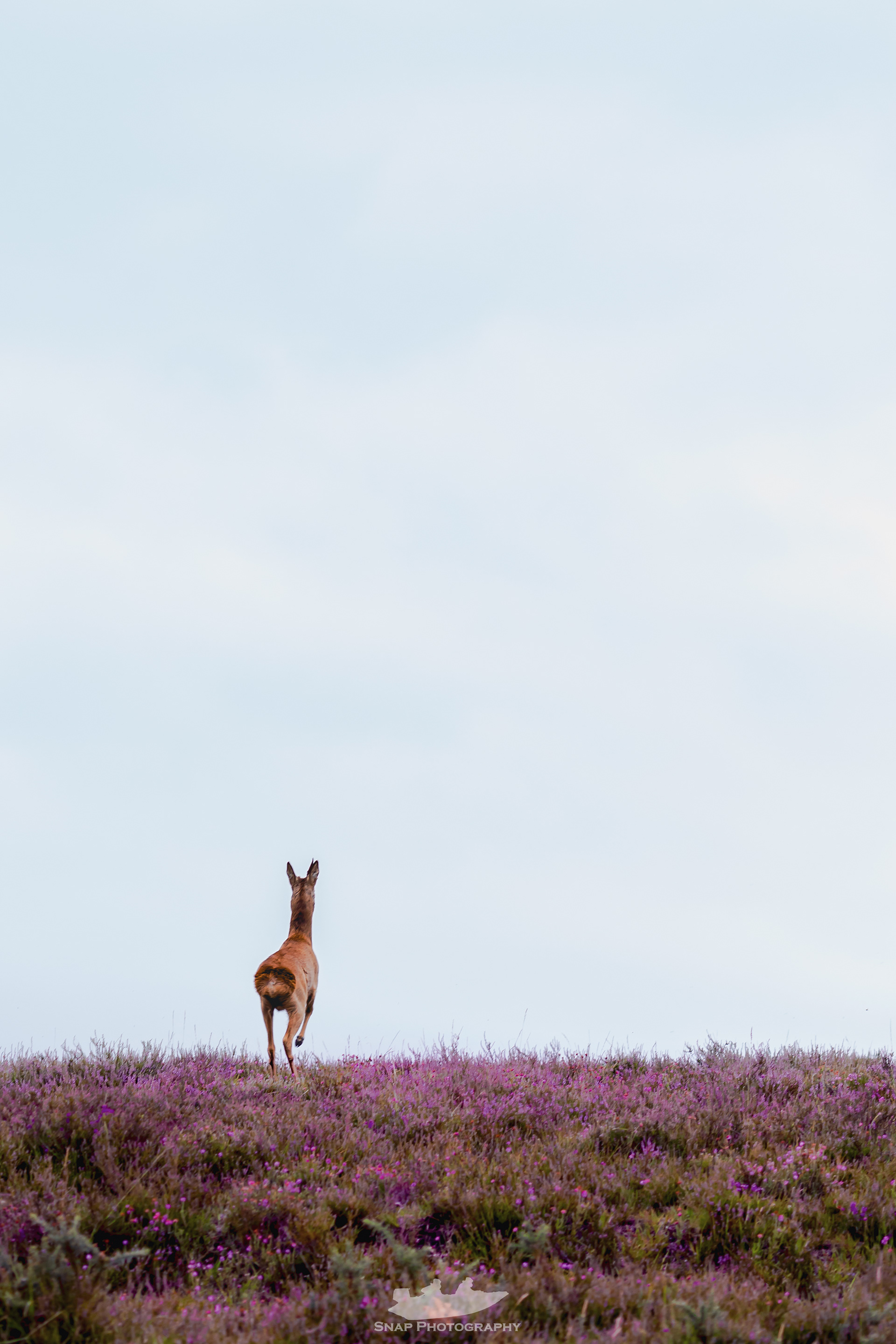 Roe deer in the Heather