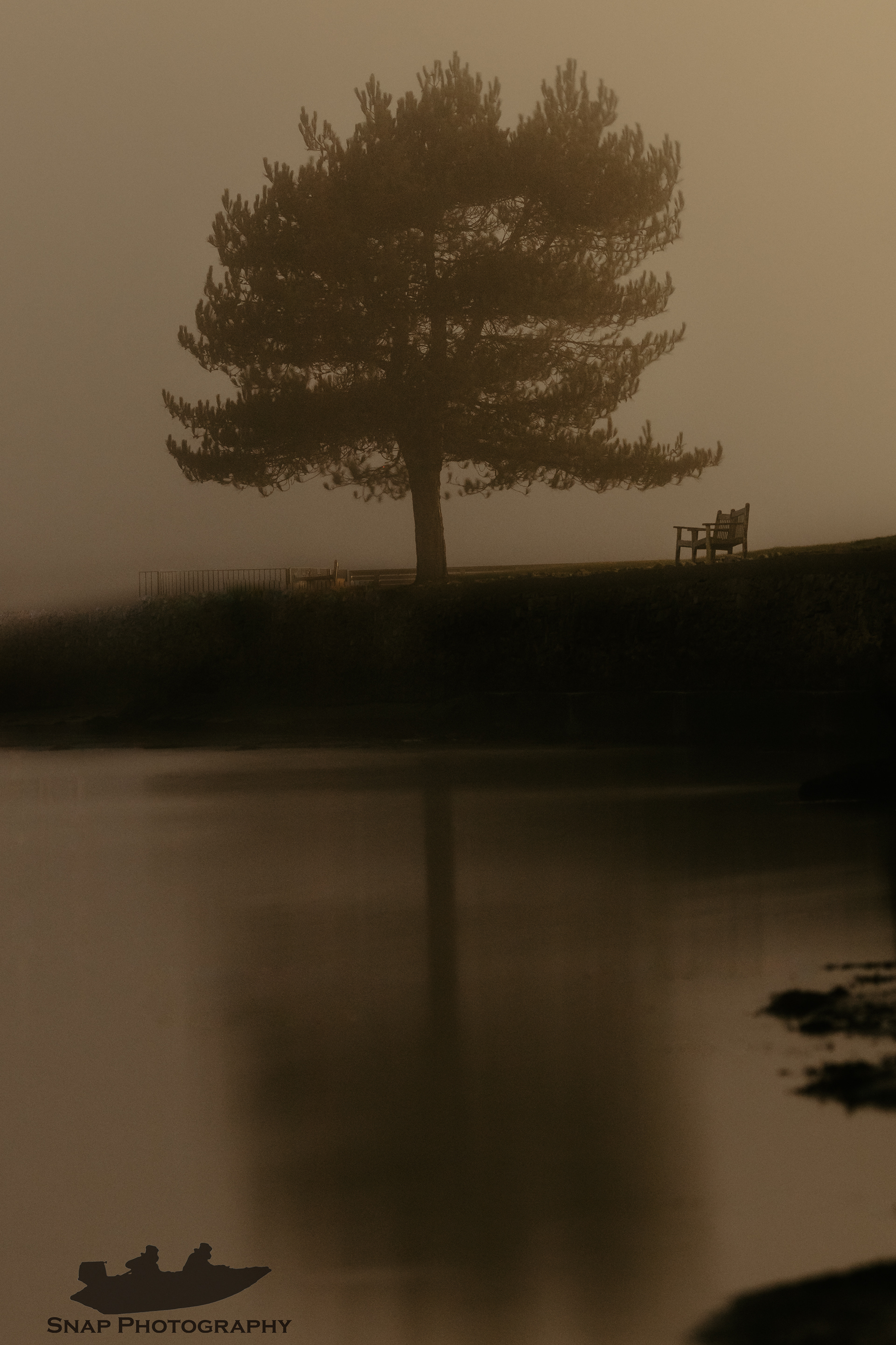 A tree and a bench