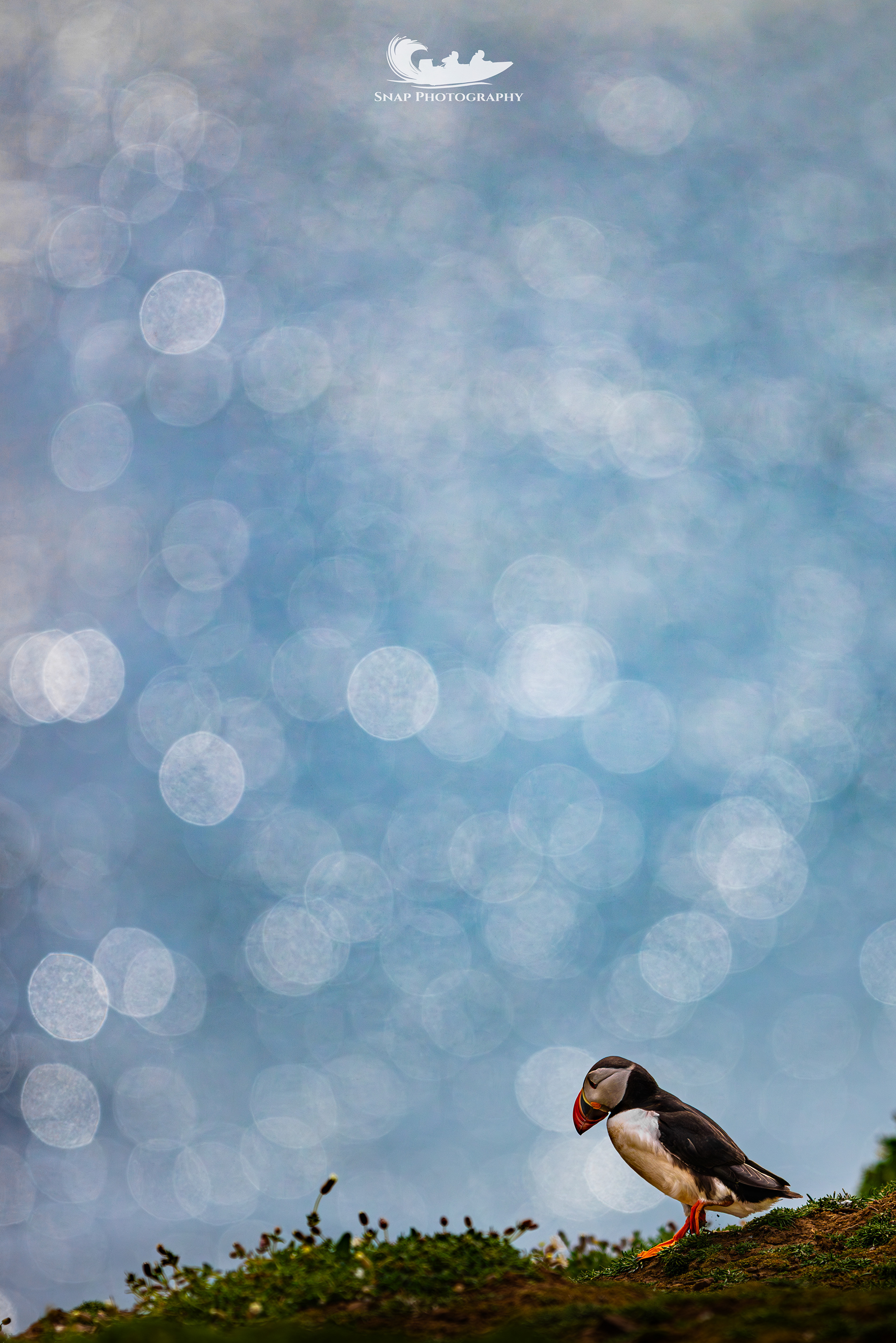 Skomer Island Puffins
