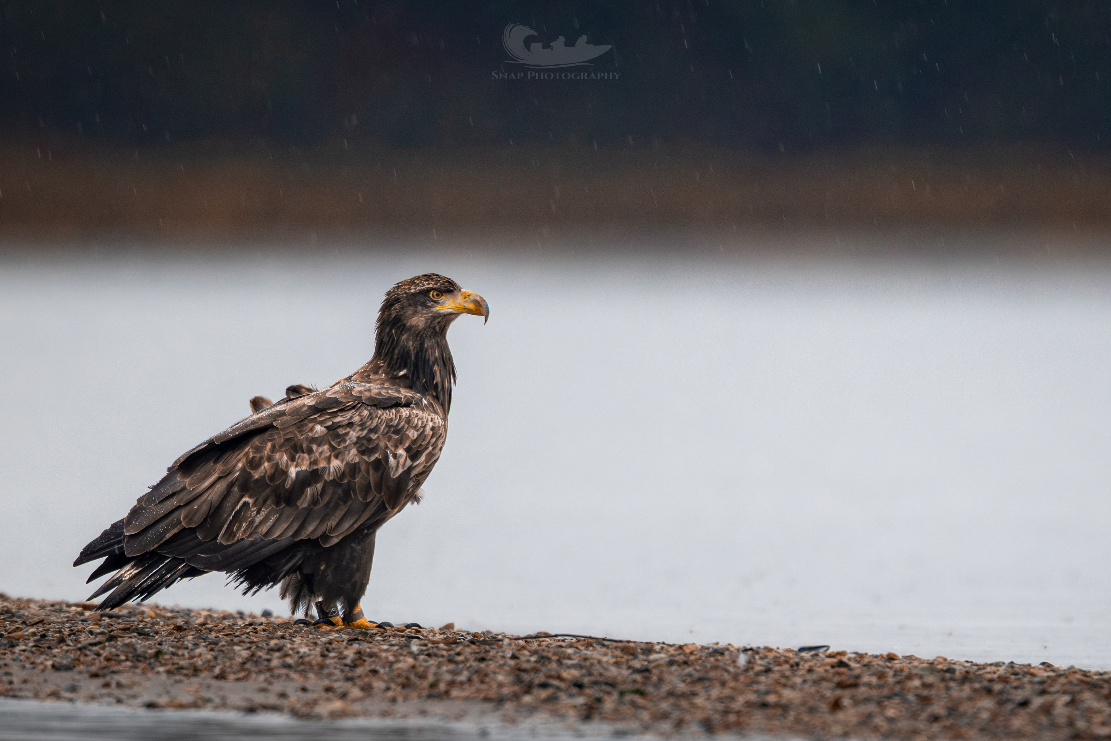 Christchurch harbour White Tailed Eagles