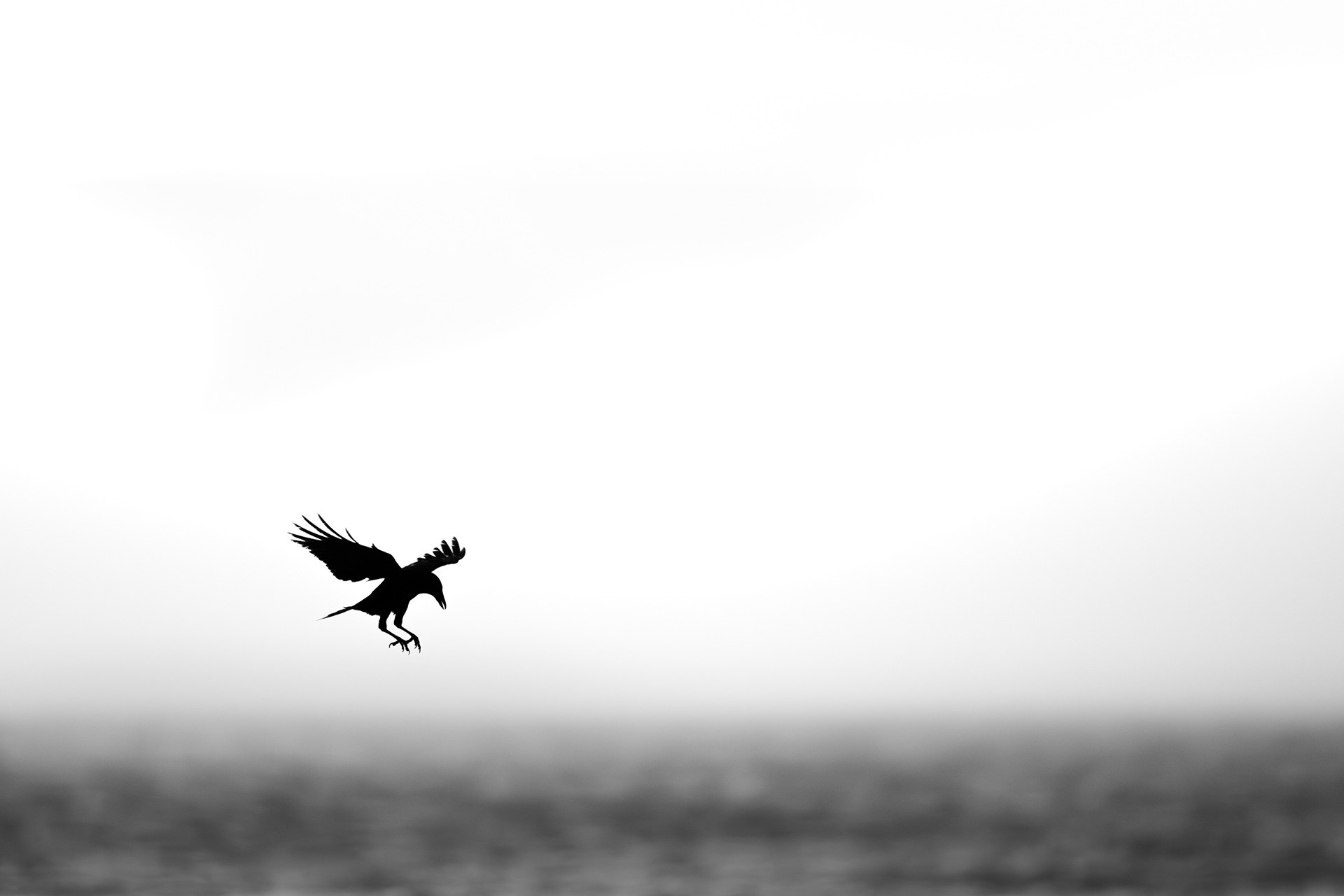 A crow left of a murder