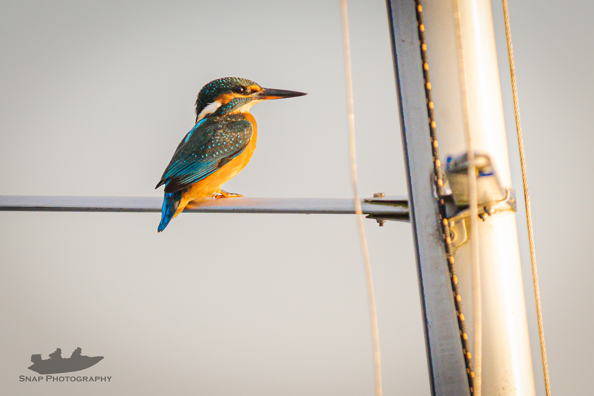 Mrs Kingfisher