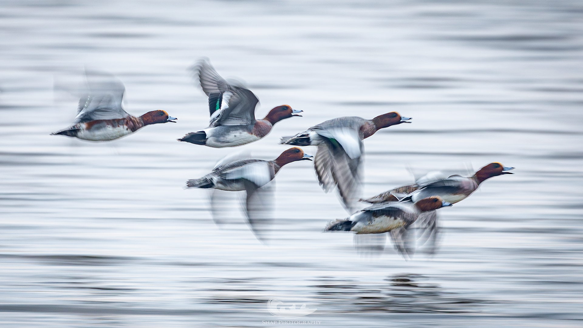 Wigeon