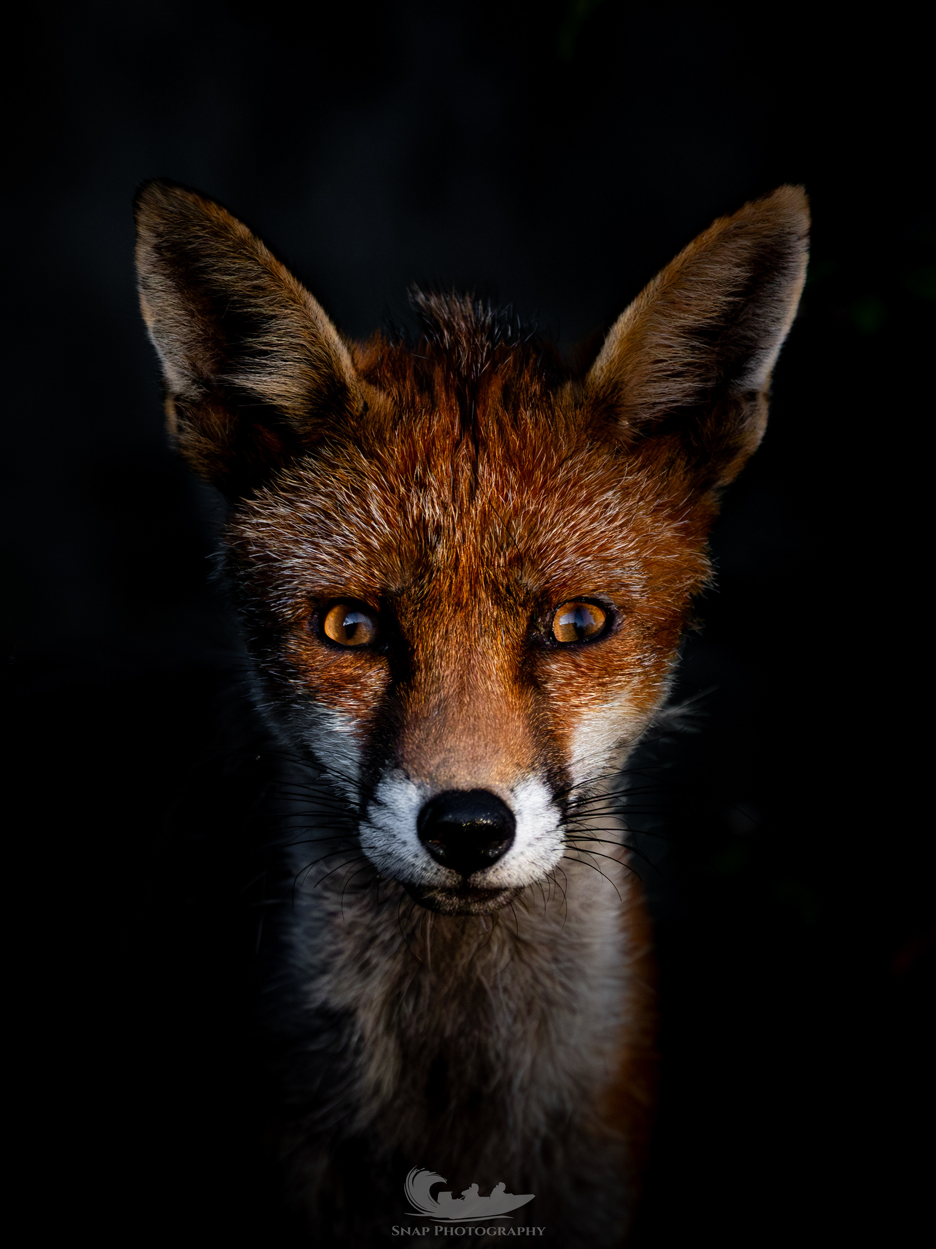 Foxy