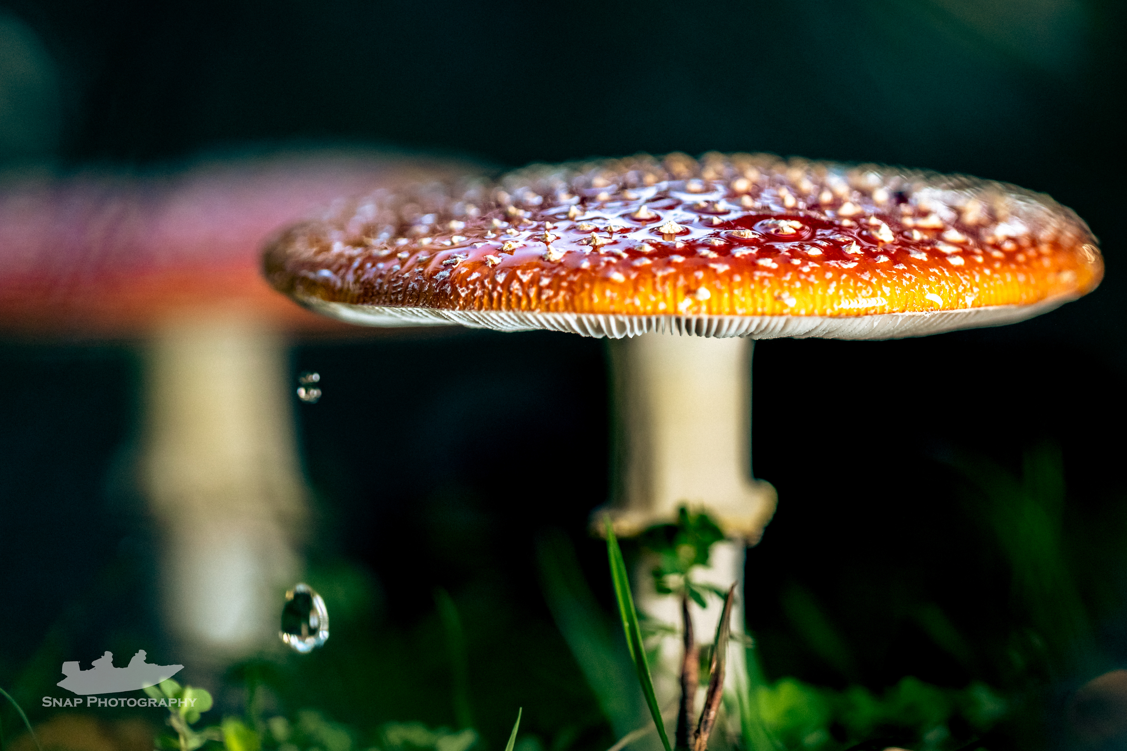 Macro fungus fun 