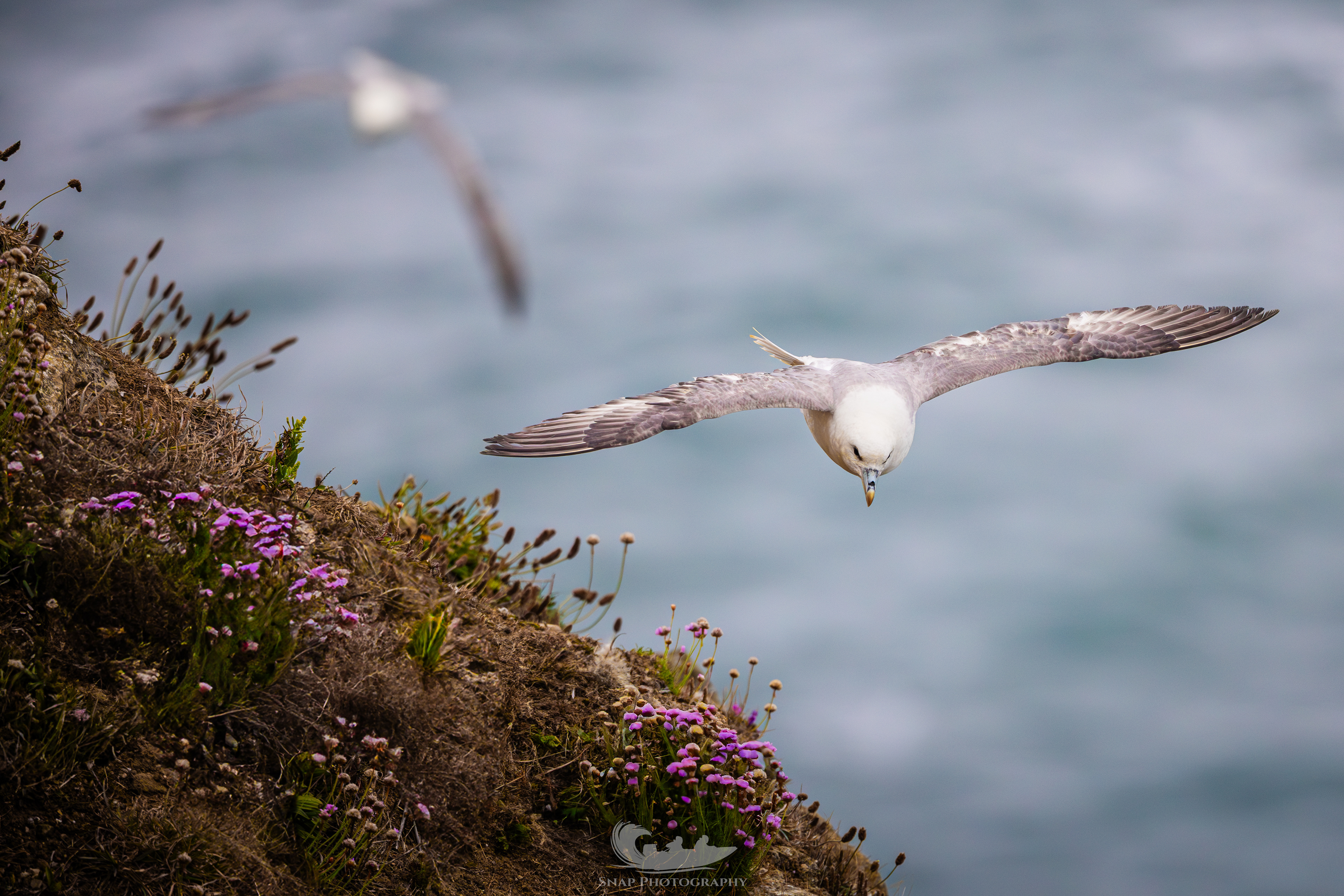 Fulmar